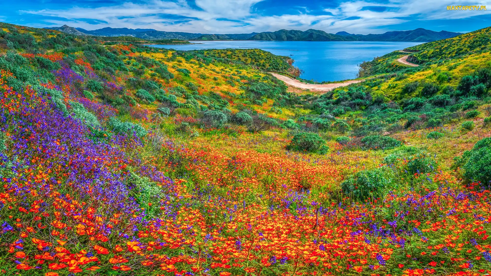Kalifornia, Dolina, Stany Zjednoczone, Diamond Valley Lake, Kwiaty, Jezioro, Łąka, Diamond Valley