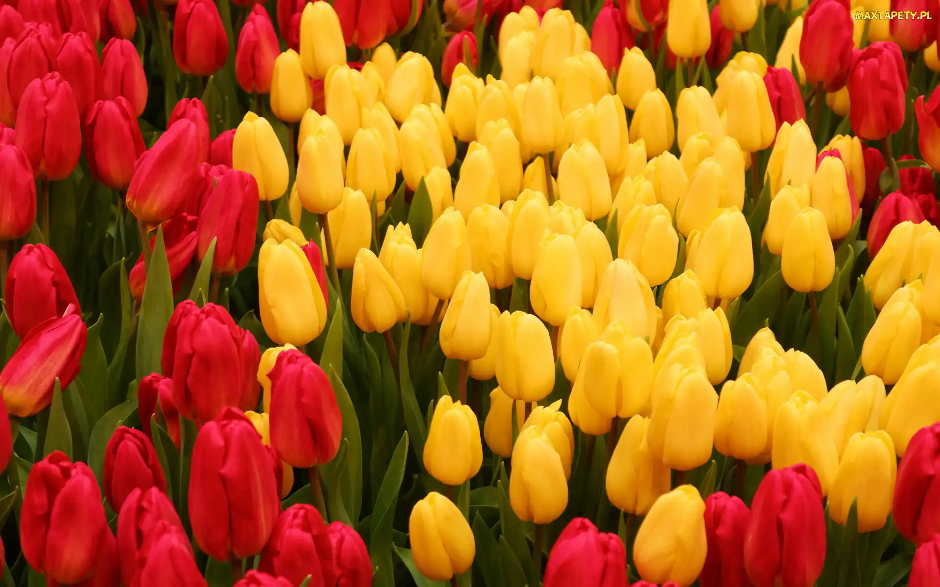 Tulipany, Żółte, Kwiaty, Czerwone