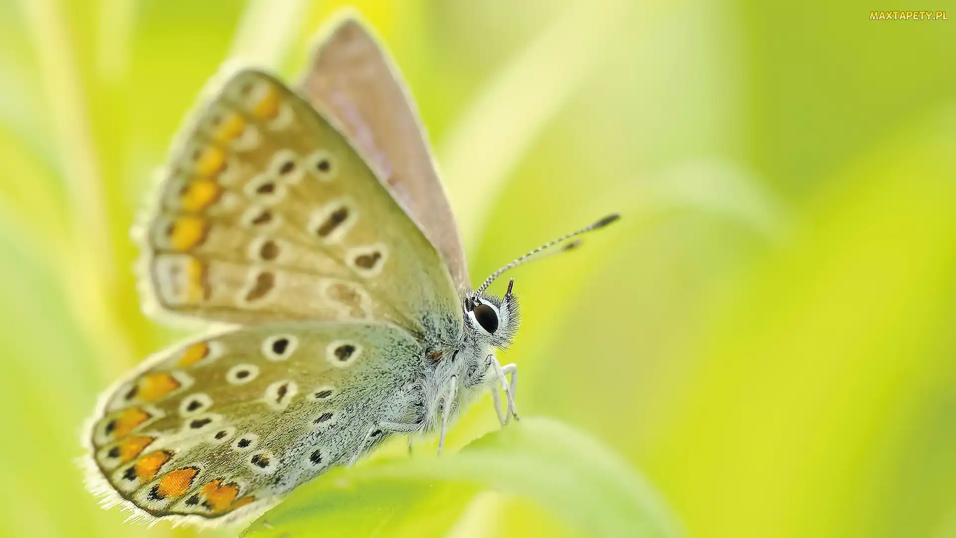 Skrzydła, Zbliżenie, Motyl