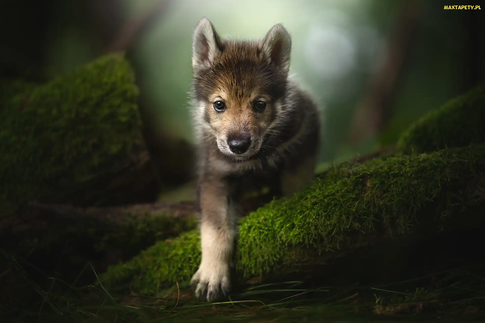 Rozmycie, Spojrzenie, Szczeniak, Pies, Tamaskan Dog, Mech
