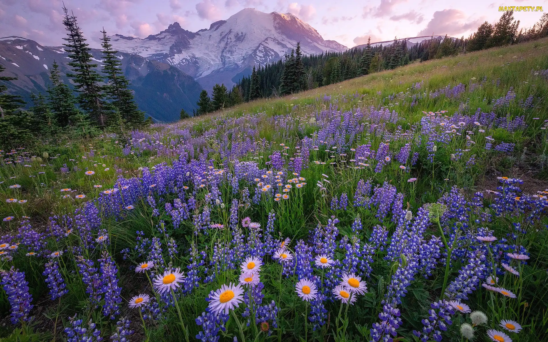 Stany Zjednoczone, Astry, Wzgórze, Łubin, Łąka, Stratowulkan, Stan Waszyngton, Góry, Park Narodowy Mount Rainier