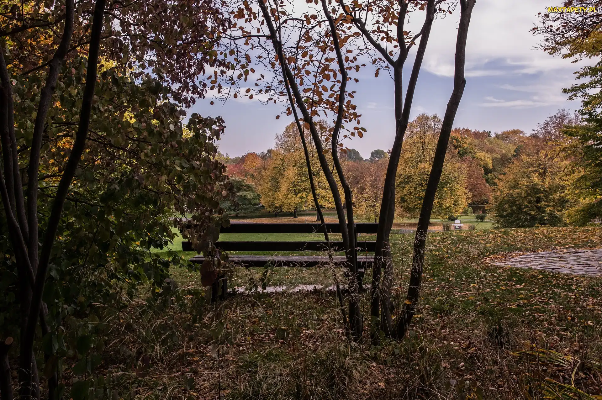 Liście, Opadłe, Park, Jesień, Ławka, Drzewa