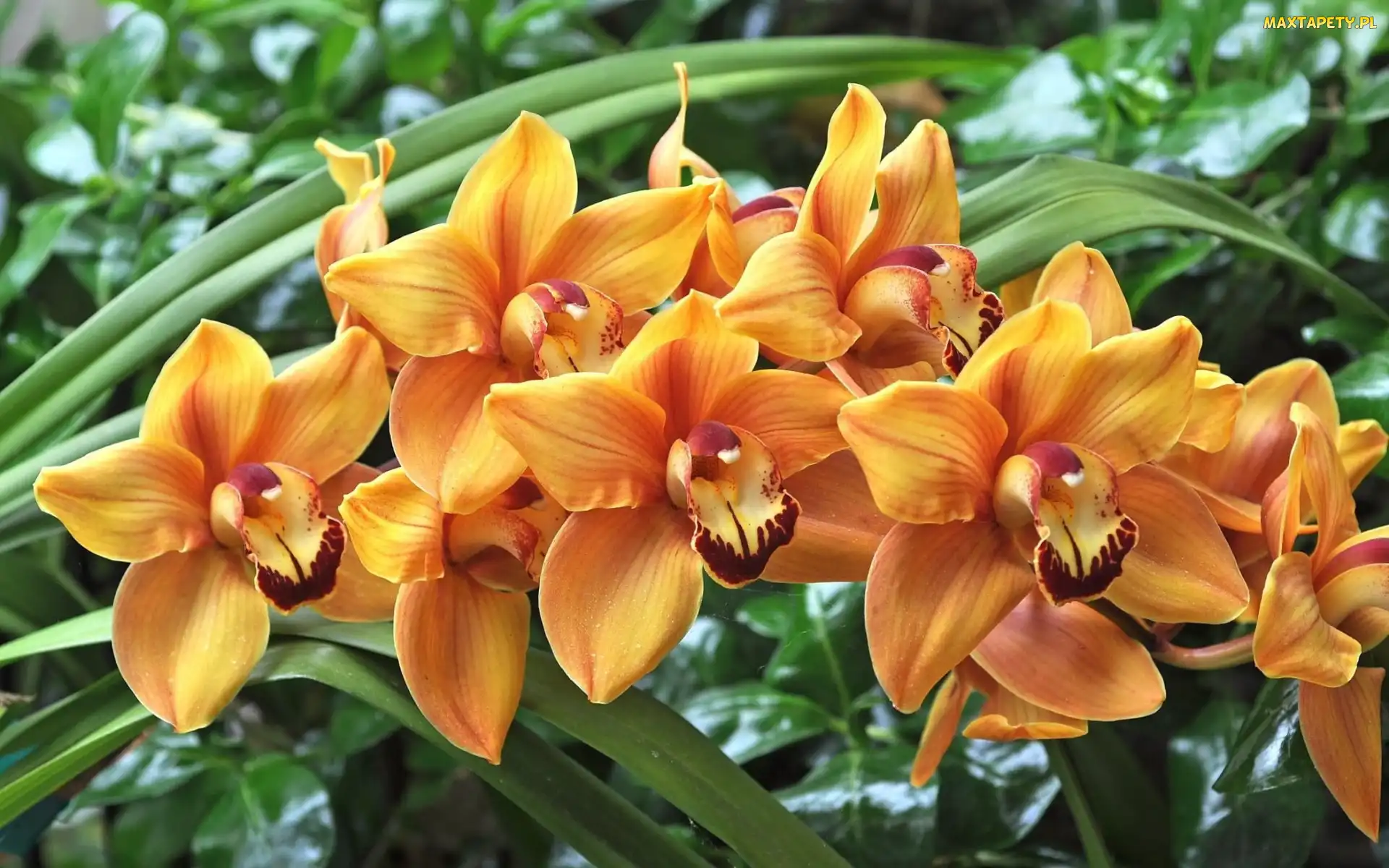 Orchidea, Storczyki, Pomarańczowe, Kwiaty