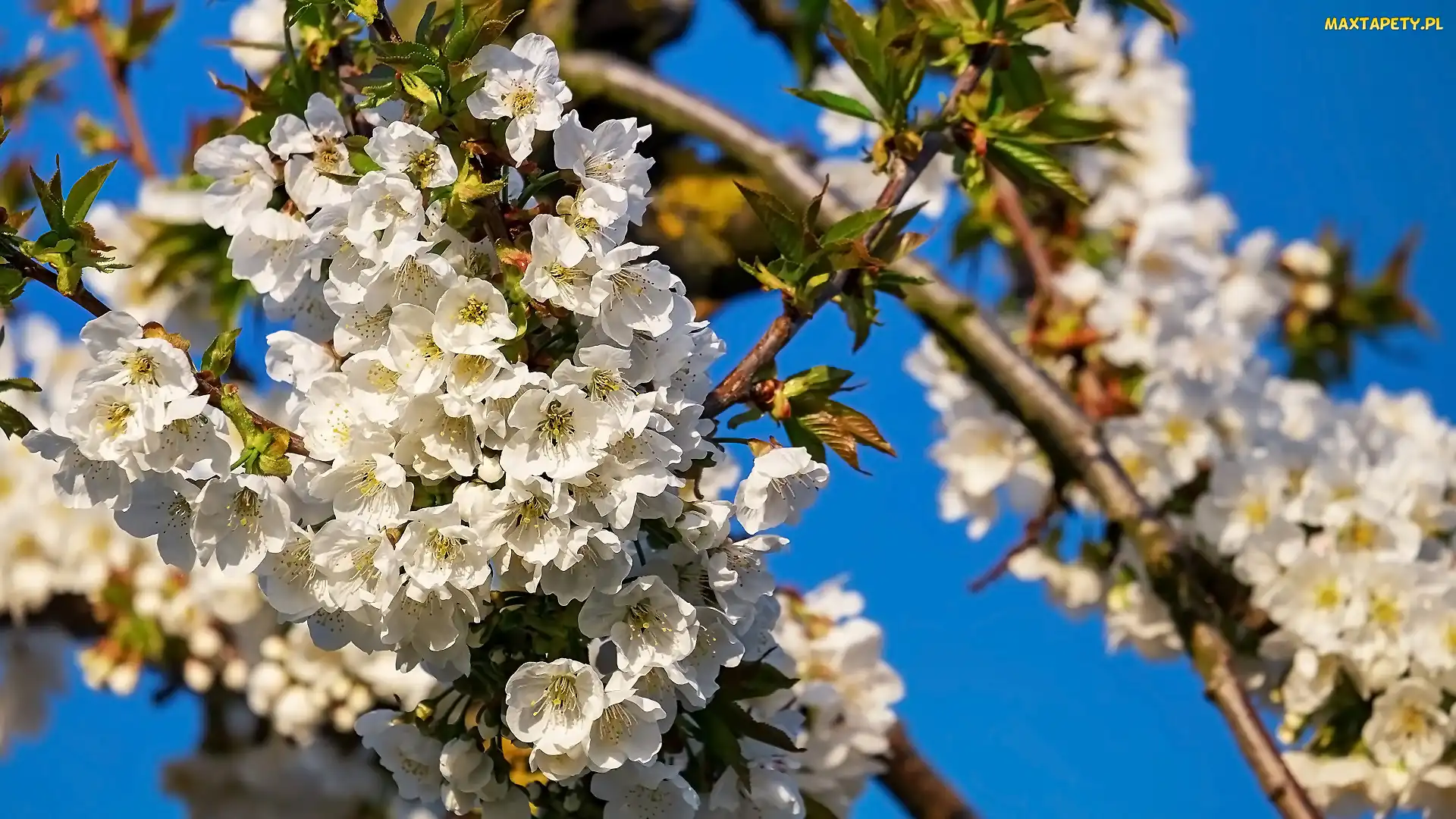 Okwiecone, Gałązki, Drzewo owocowe, Kwiaty
