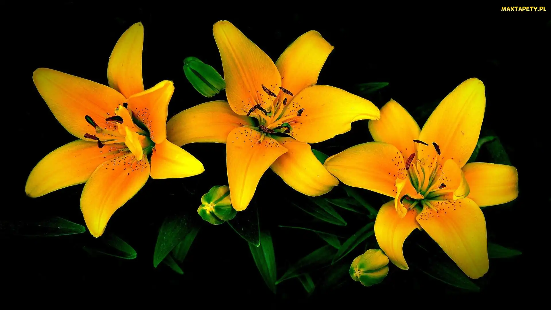 Kwiaty, Pąki, Żółte, Lilie