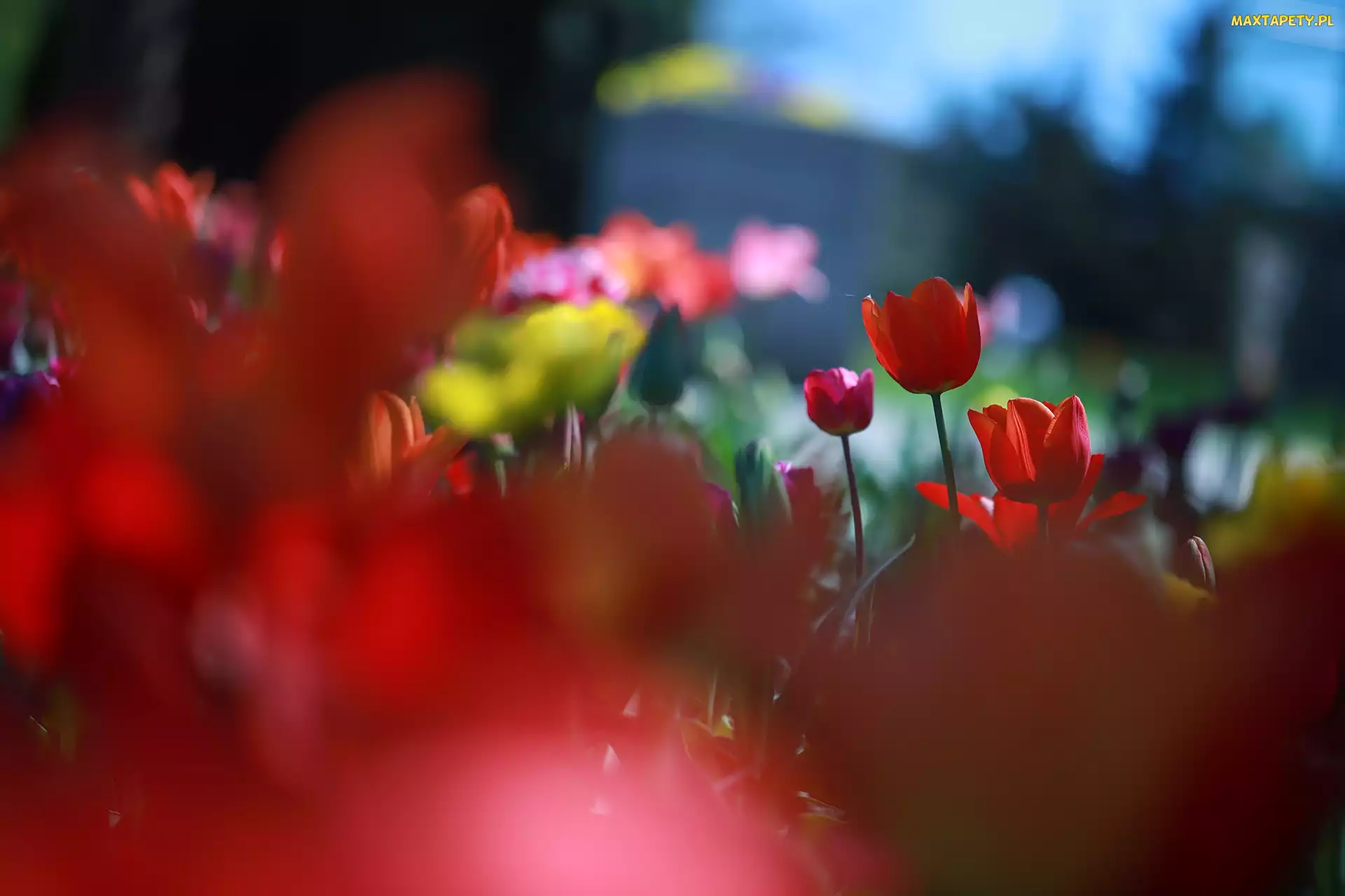 Rozmycie, Kwiaty, Czerwone, Tulipany
