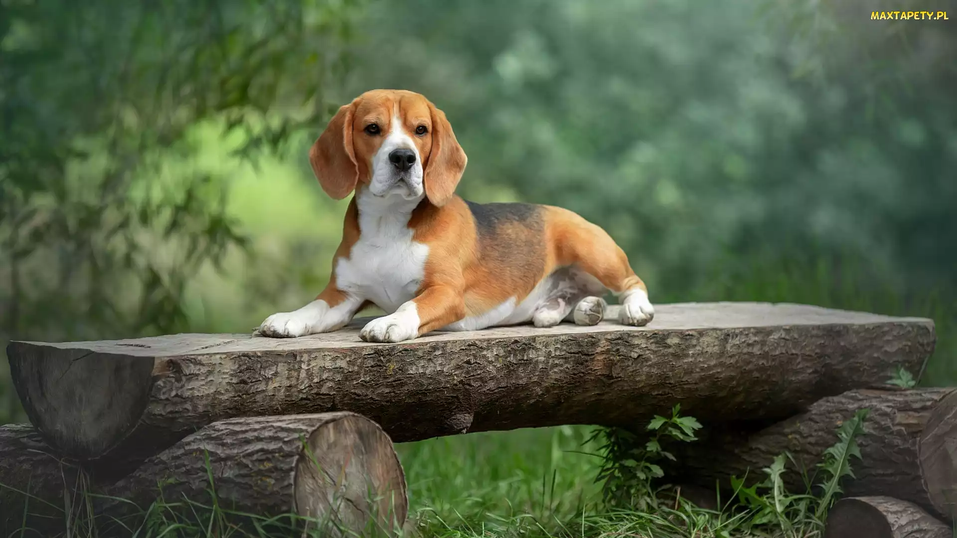 Ławka, Drewniana, Pies, Beagle