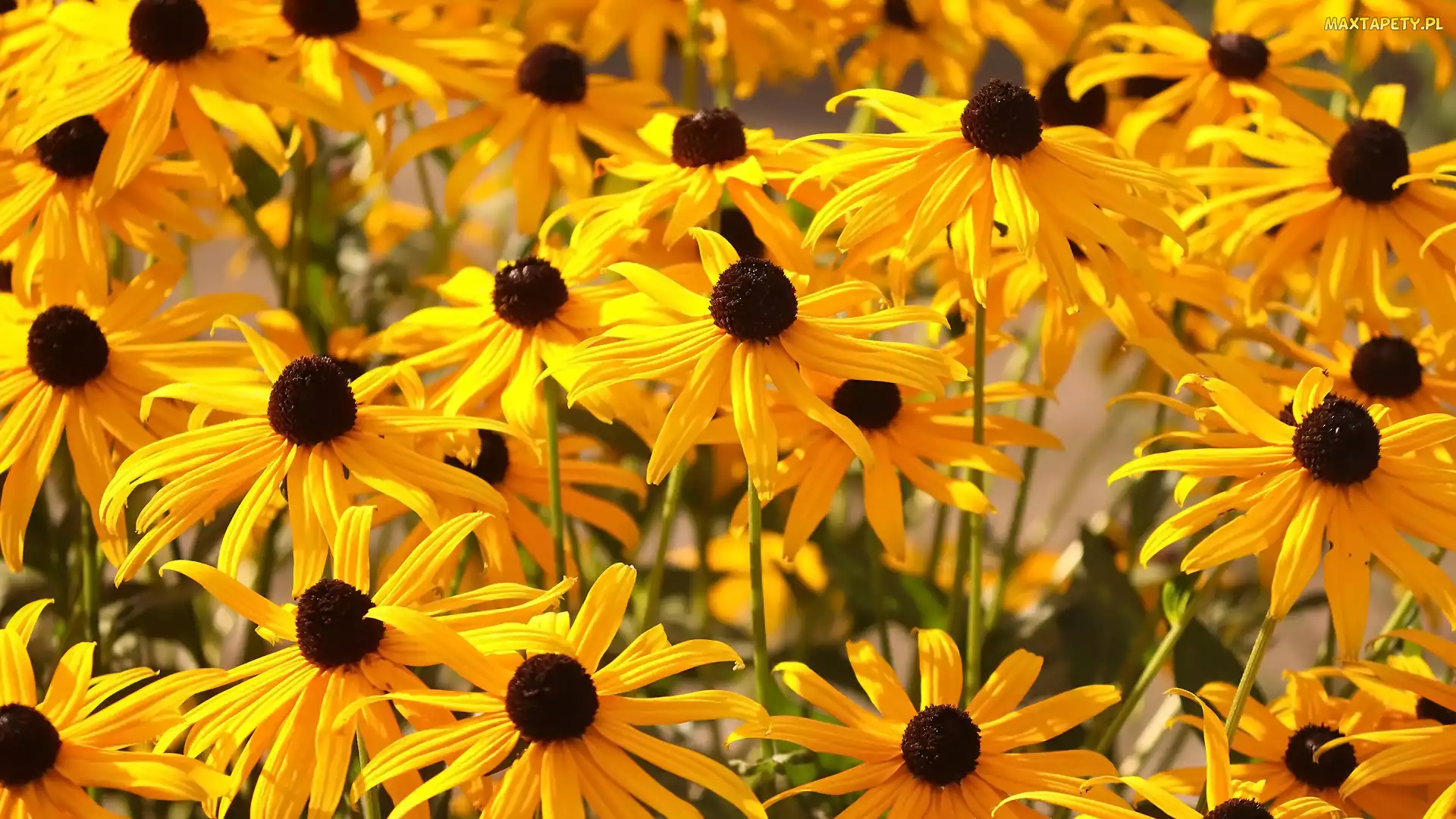 Żółta, Rudbekia, Kwiaty