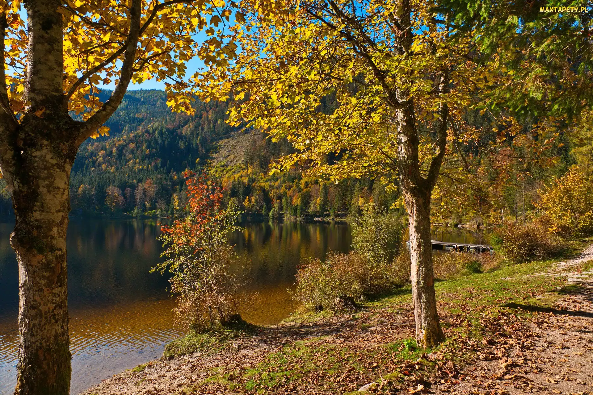 Drzewa, Pomost, Jezioro, Las, Jesień