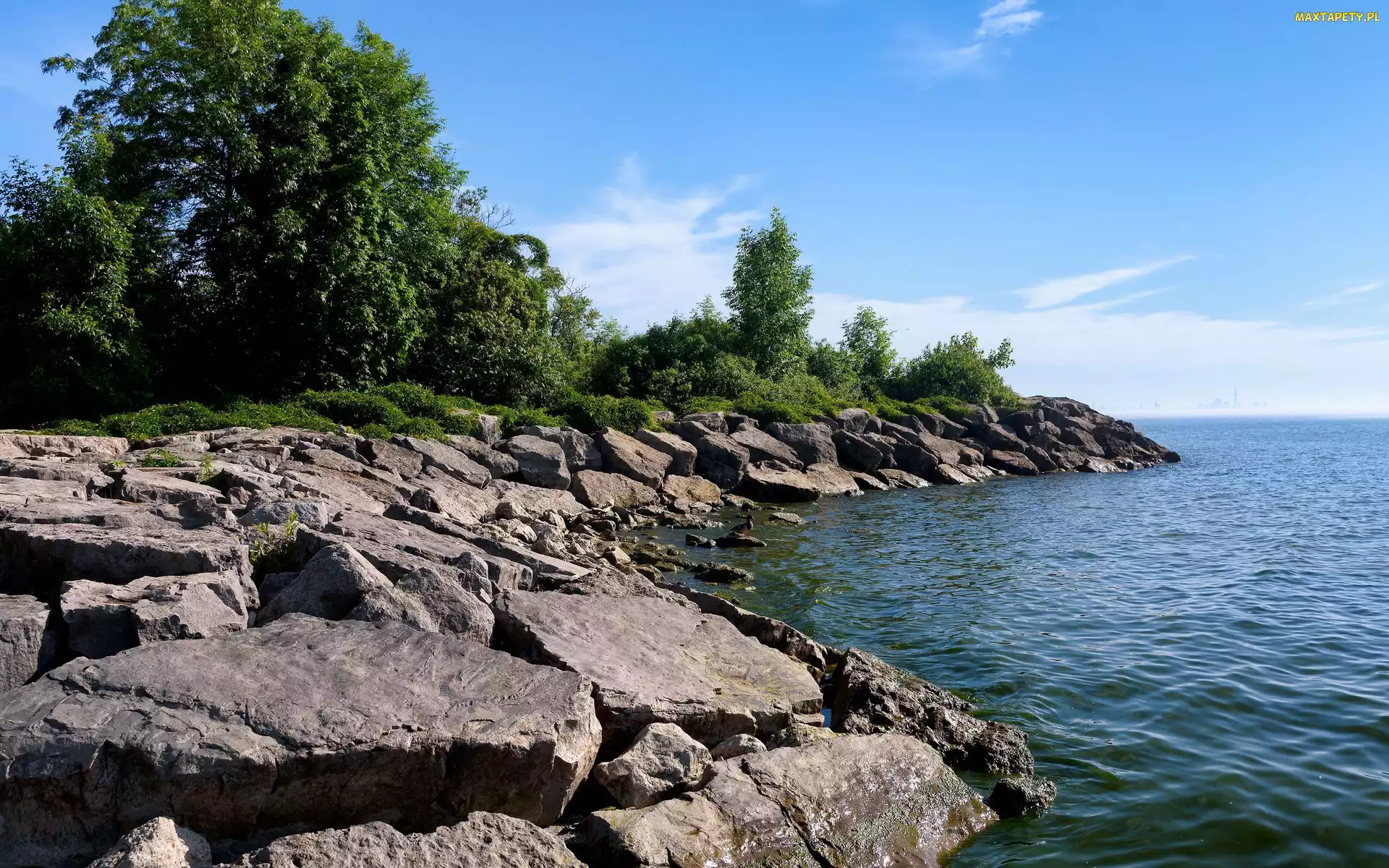 Kamienie, Drzewa, Kaczka, Morze, Wybrzeże
