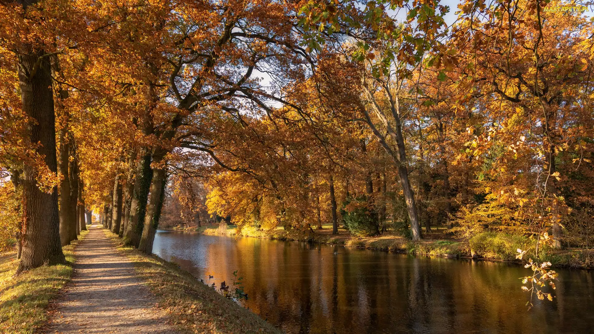Pożółkłe, Drzewa, Park, Liście, Ścieżka, Jesień, Rzeka