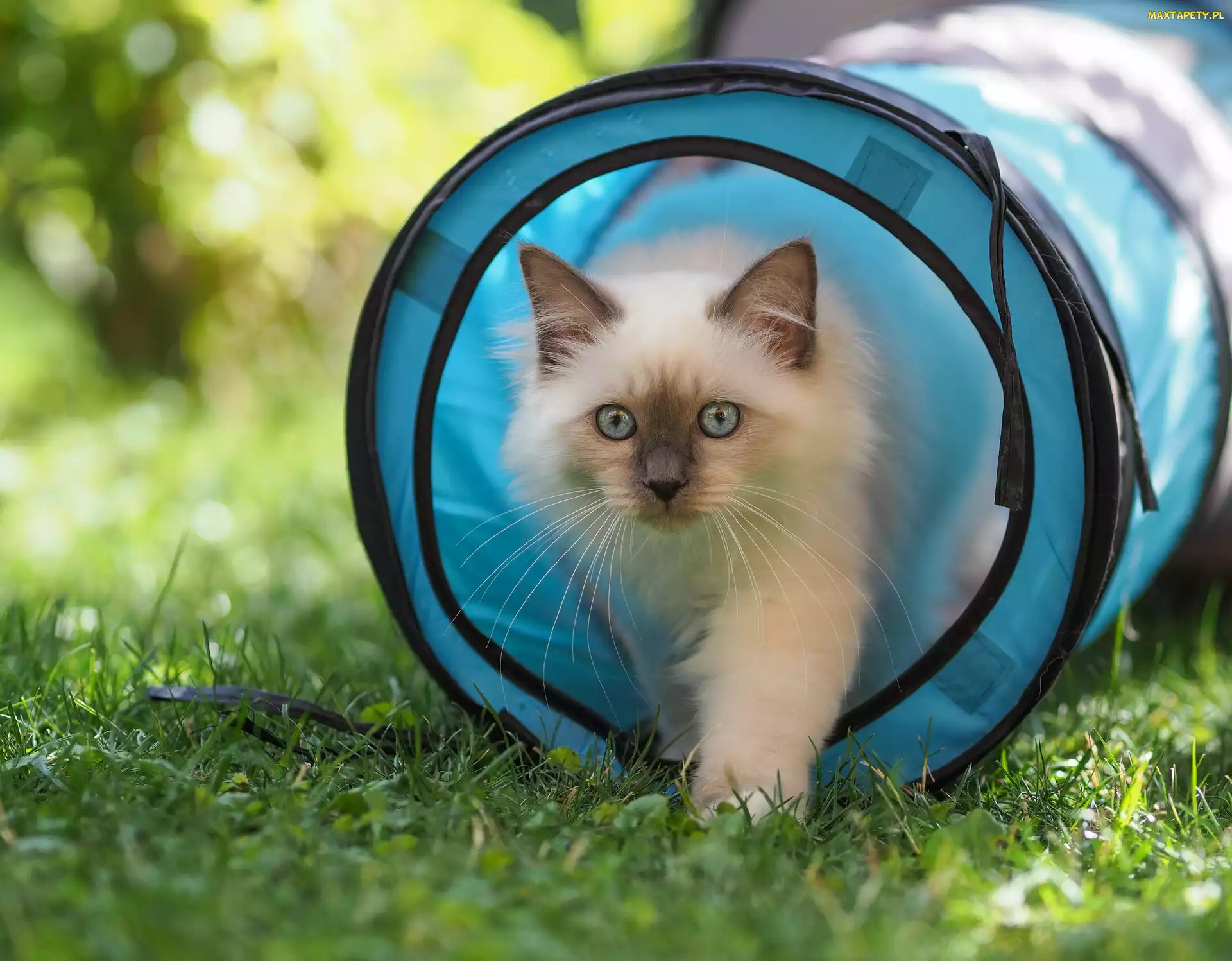 Kot ragdoll, Niebieski, Puszysty, Oczy, Trawa, Niebieskie, Rozmycie, Tunel