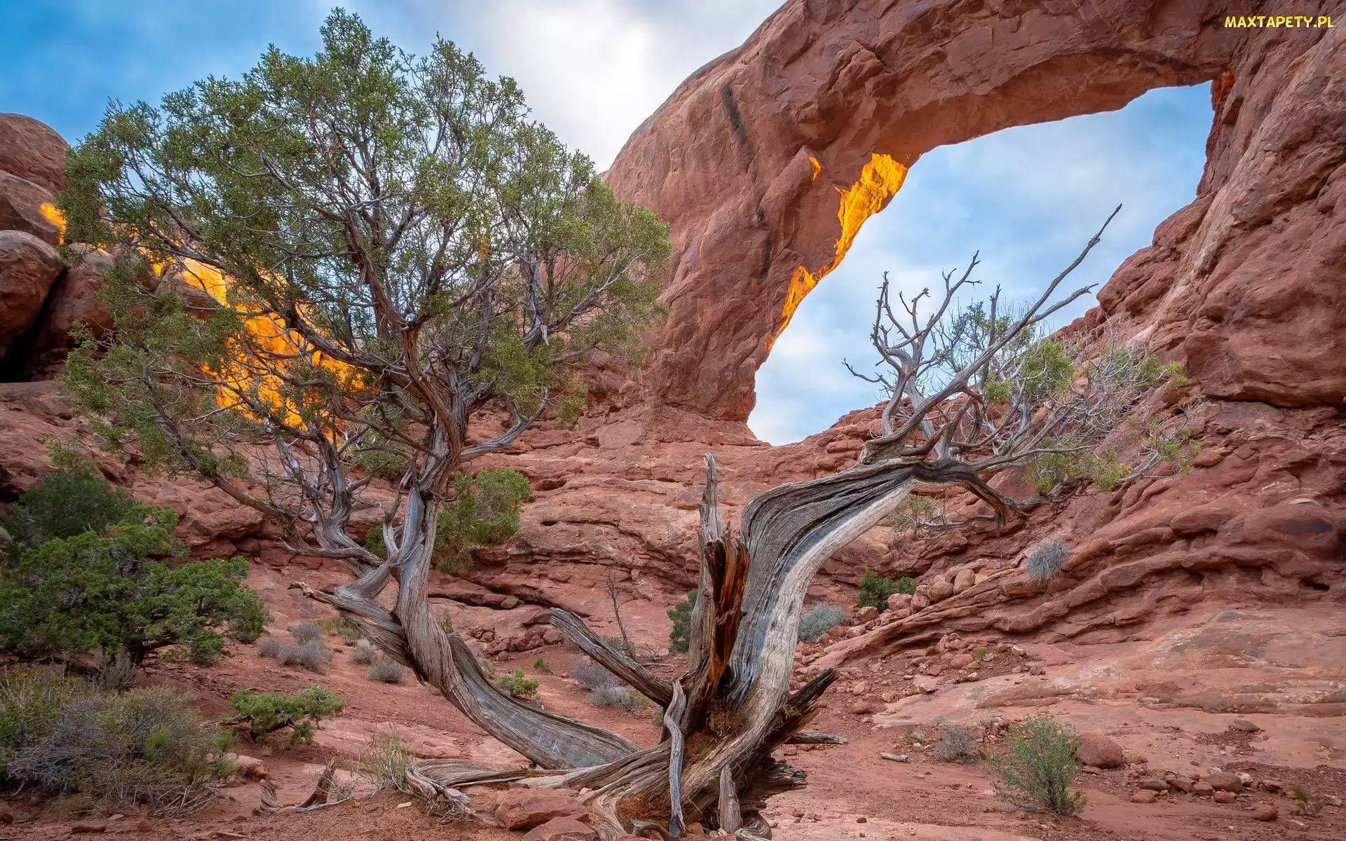 Drzewo, Stany Zjednoczone, Utah, Park Narodowy Arches, Skała