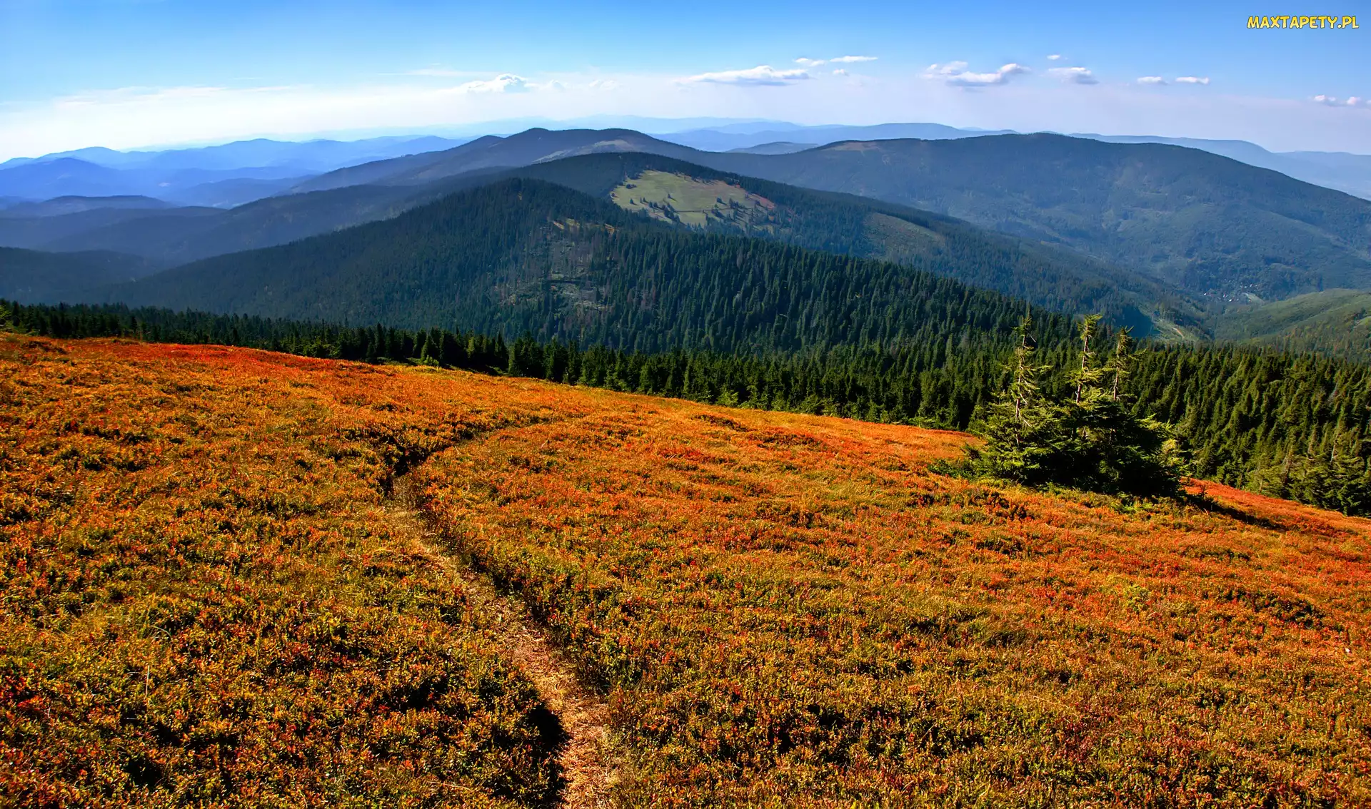 Ścieżka, Pilsko, Łąka, Szczyt, Beskid Żywiecki, Góry, Polska, Las