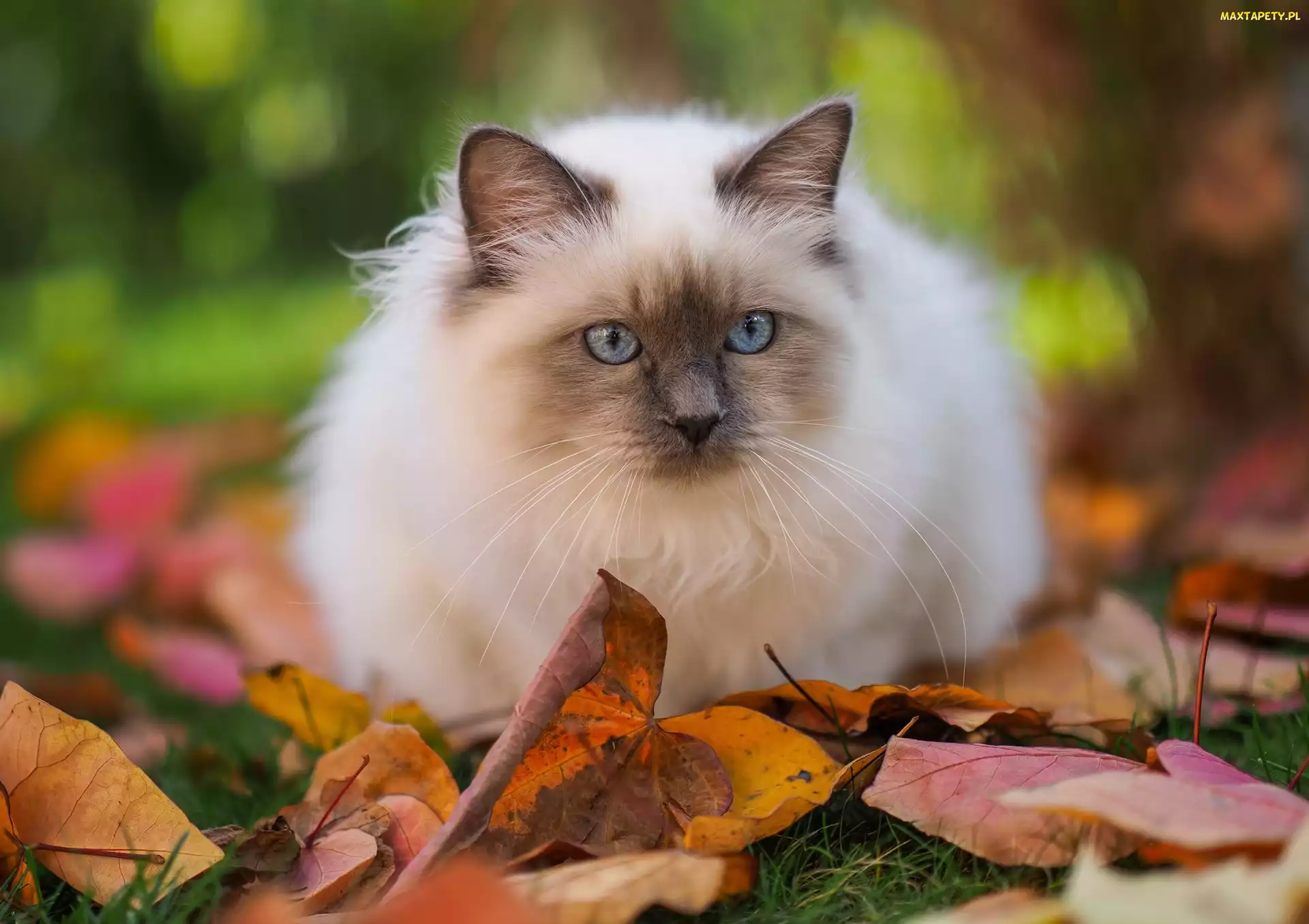 Liście, Kot ragdoll, Puszysty, Biało‑szary