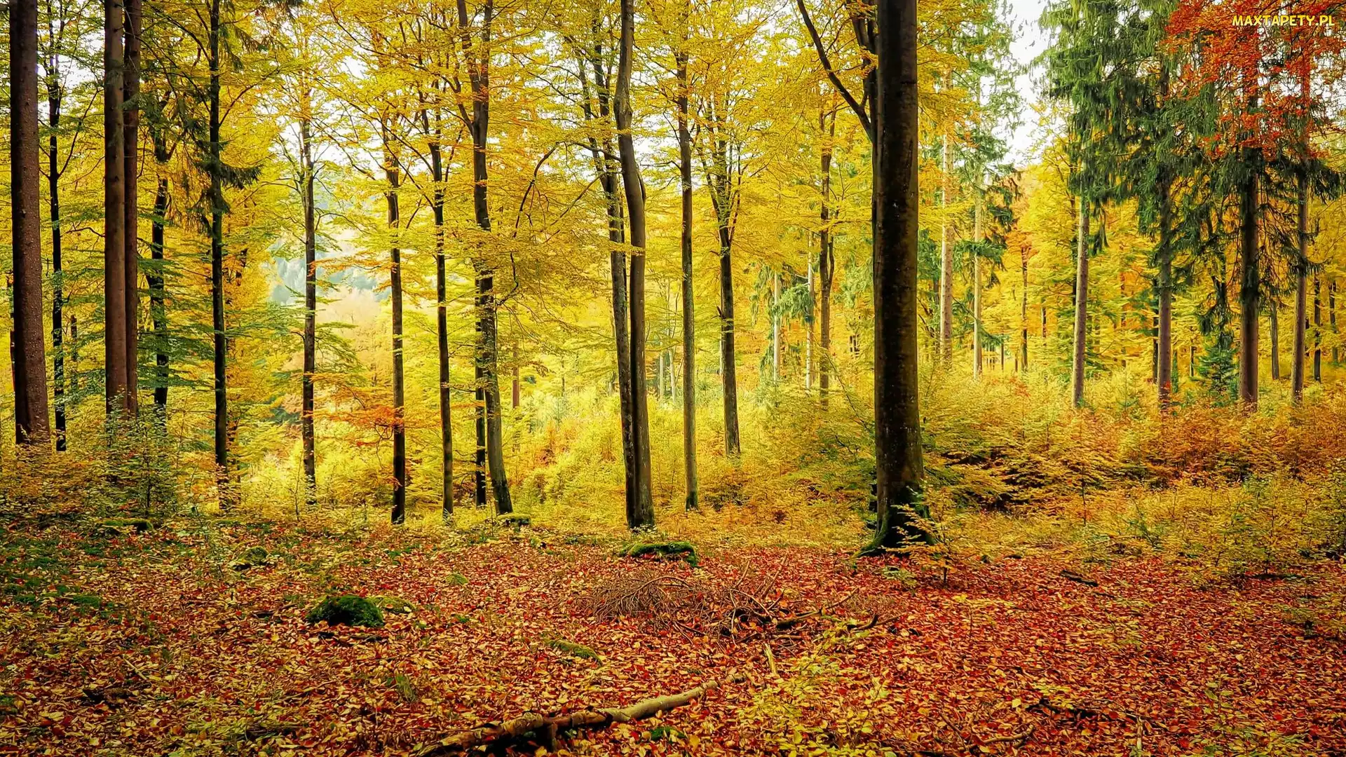 Jesień, Drzewa, Las, Pożółkłe