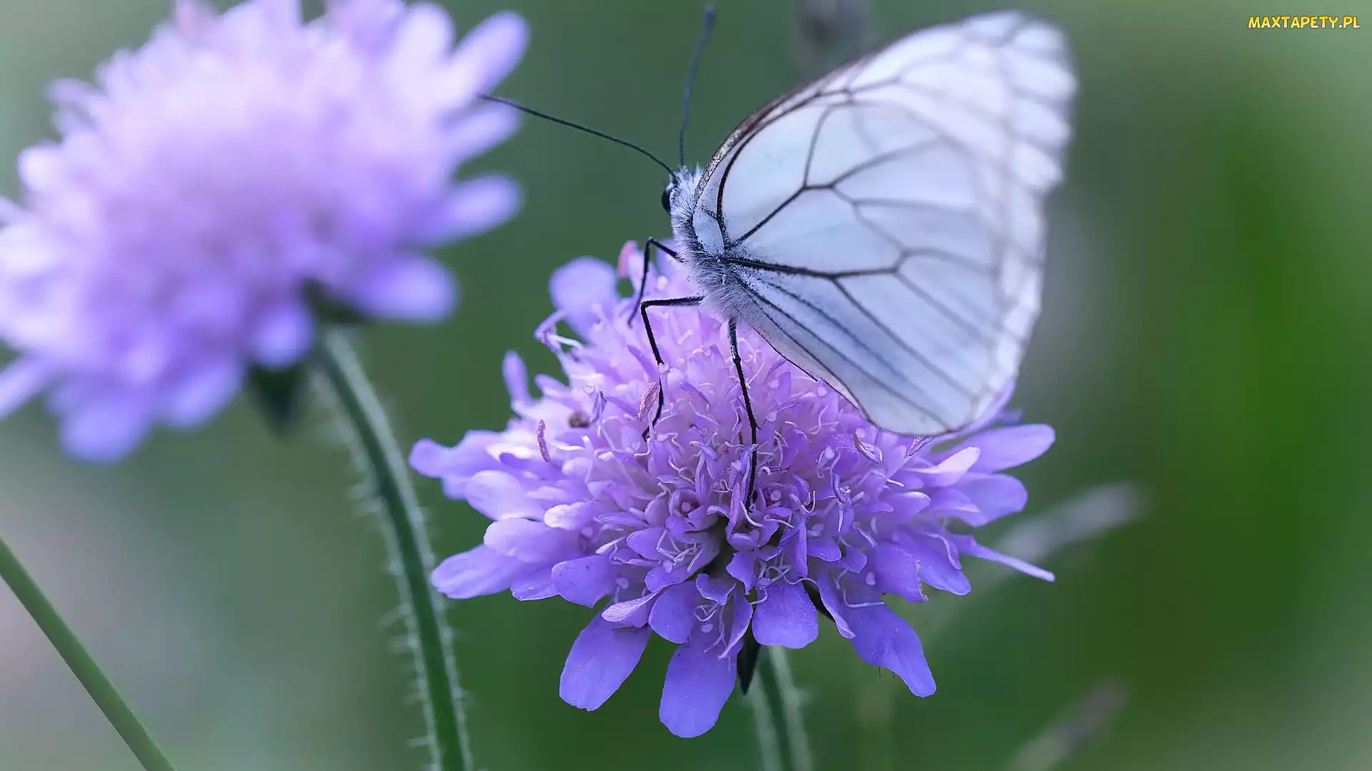 Motyl, Niestrzęp głogowiec, Kwiaty