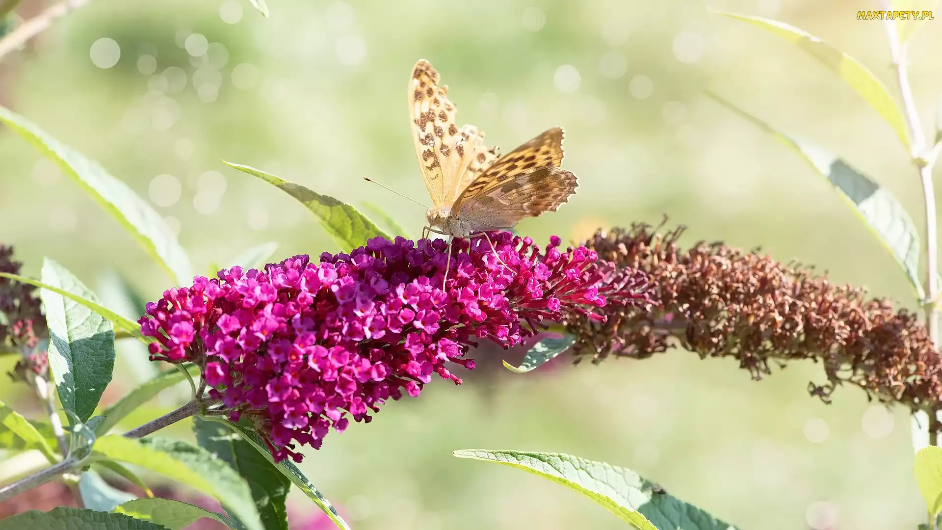 Kwiat, Budleja, Motyl