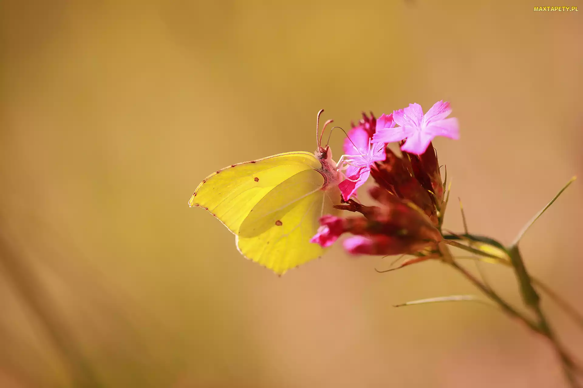 Kwiat, Latolistek cytrynek, Żółty, Motyl