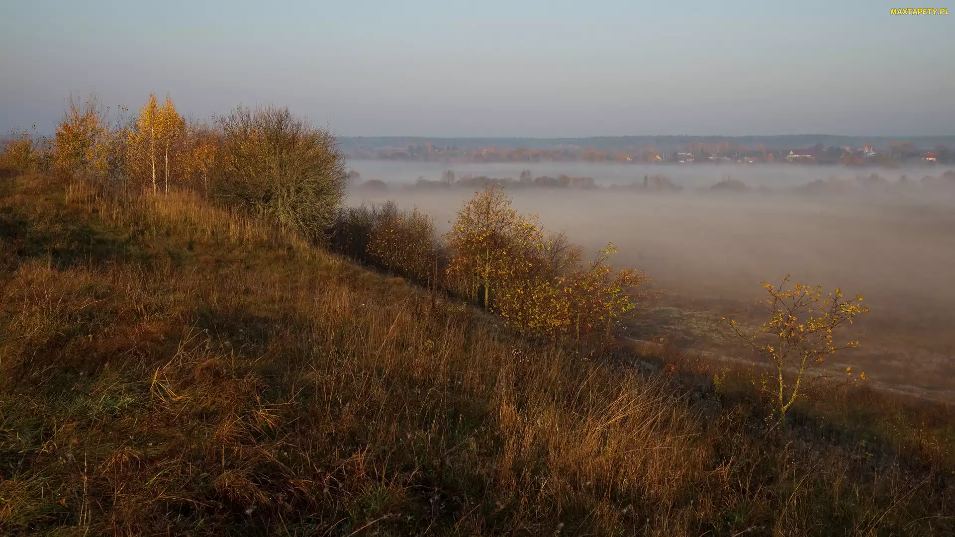 Drzewa, Mgła, Trawy, Pożółkłe, Jesień