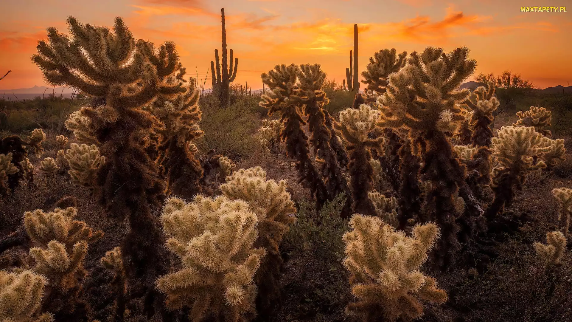 Kaktusy cholla