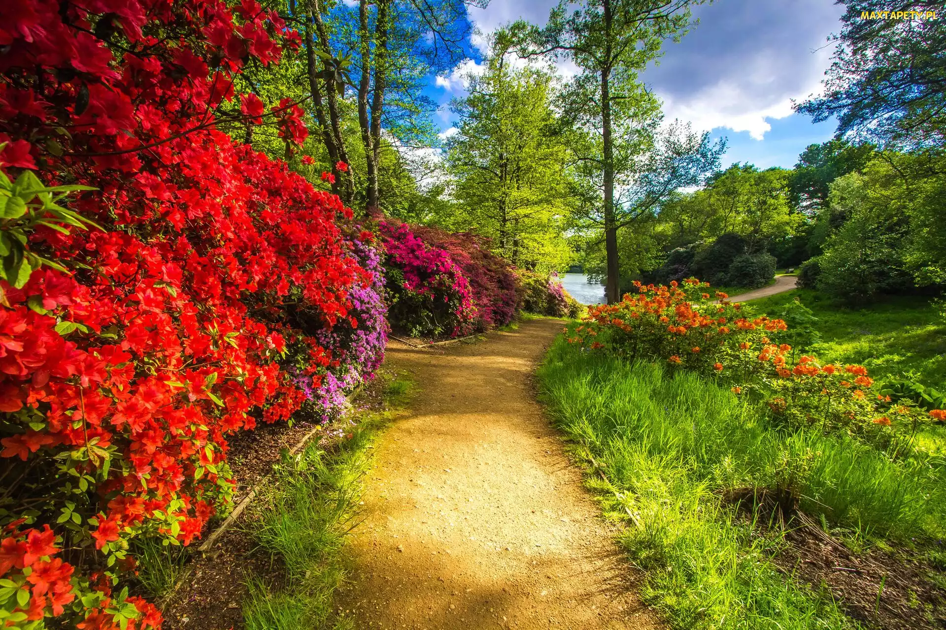Krzewy, Ścieżka, Park, Rododendrony, Drzewa, Kwiaty, Niebo, Staw
