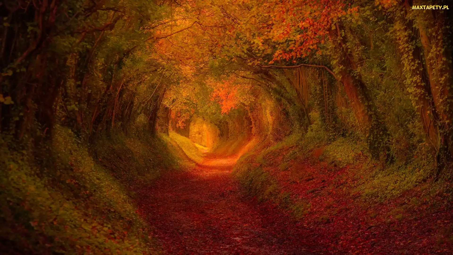 Droga, Jesień, Drzewa, Tunel, Las