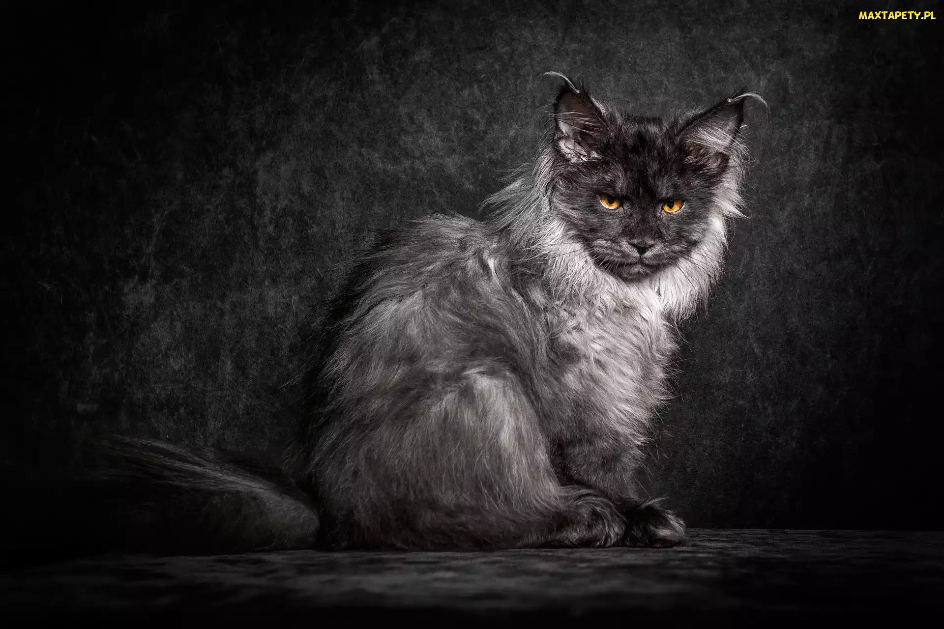 Puszysty, Spojrzenie, Maine coon, Kot, Żółtooki