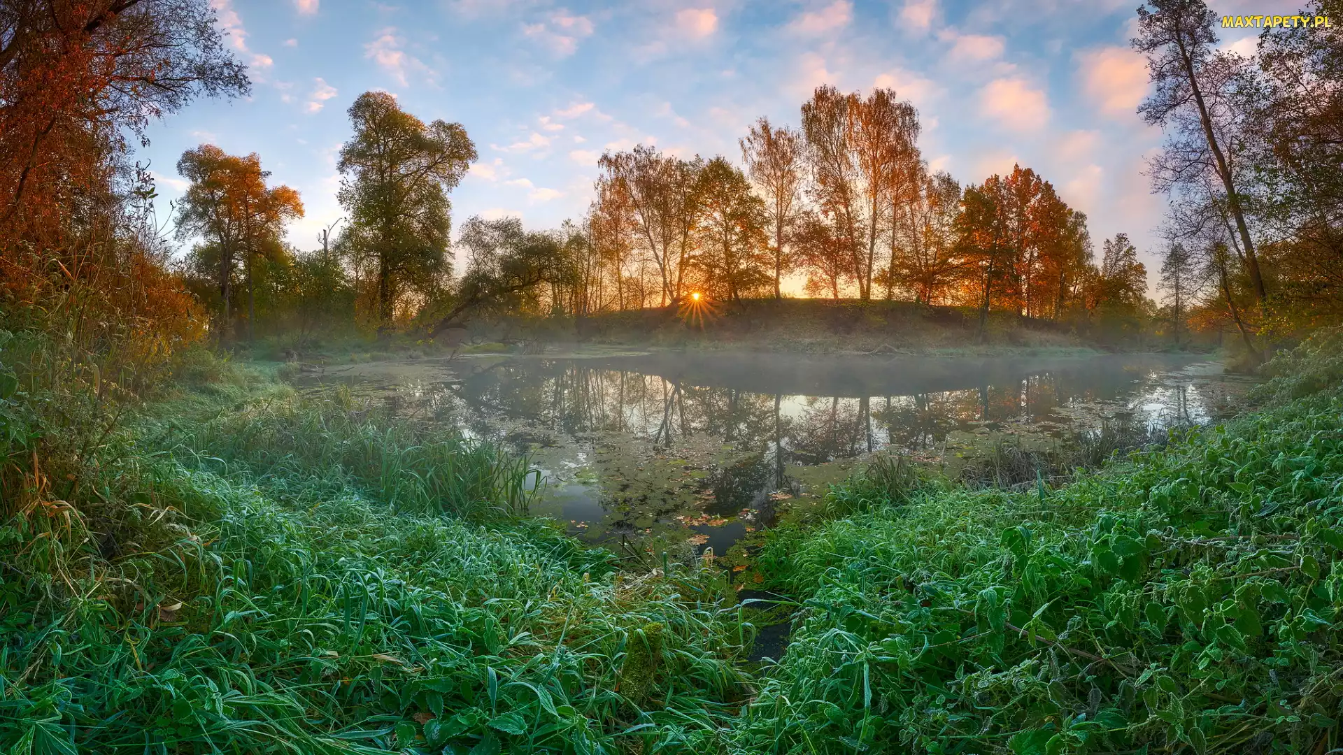 Staw, Mgła, Drzewa, Pożółkłe, Jesień