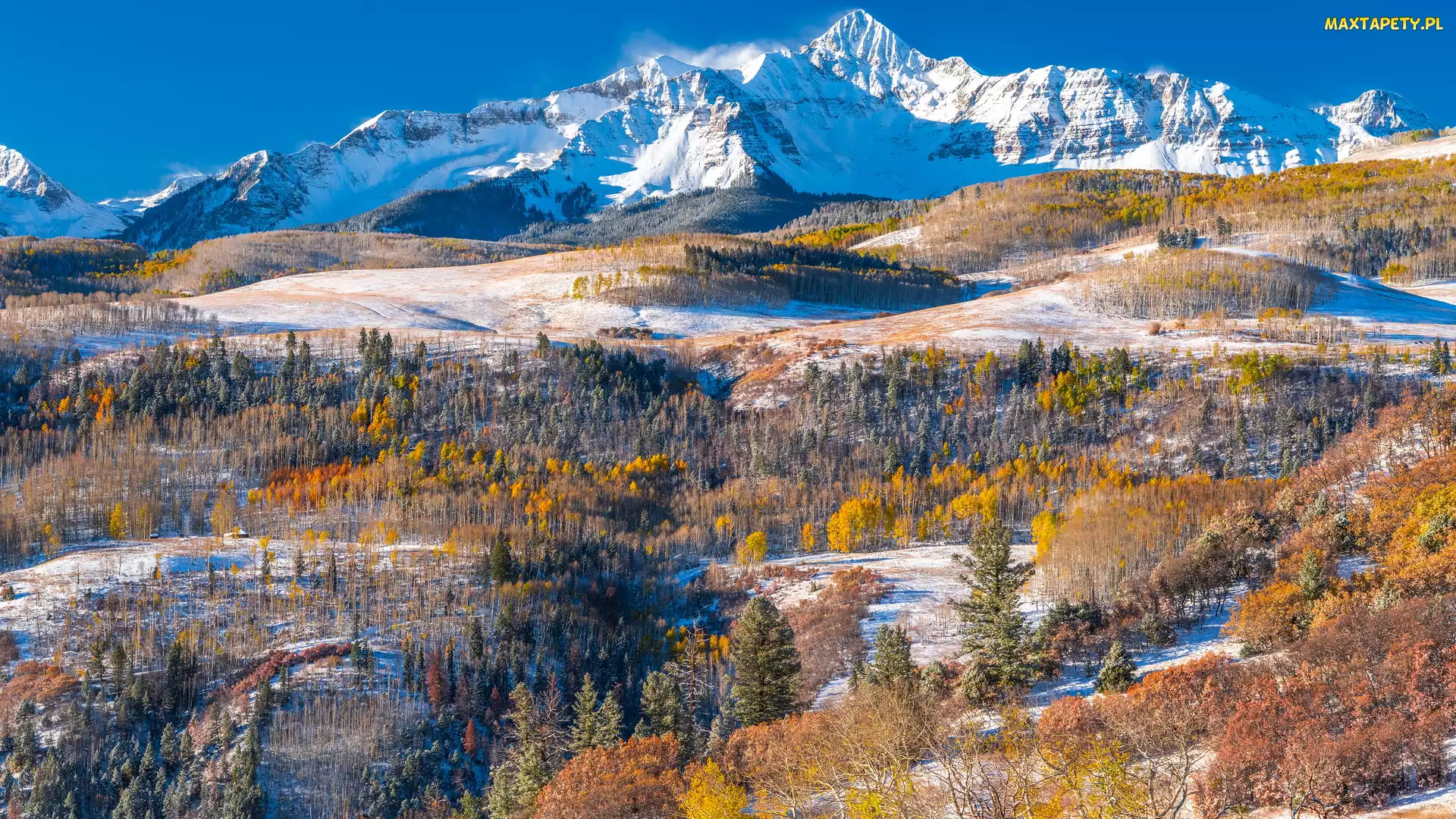 Drzewa, Lasy, Ośnieżone, Wilson Peak, Telluride, Stany Zjednoczone, Góry, Kolorado, Pożółkłe, San Juan Mountains, Góra