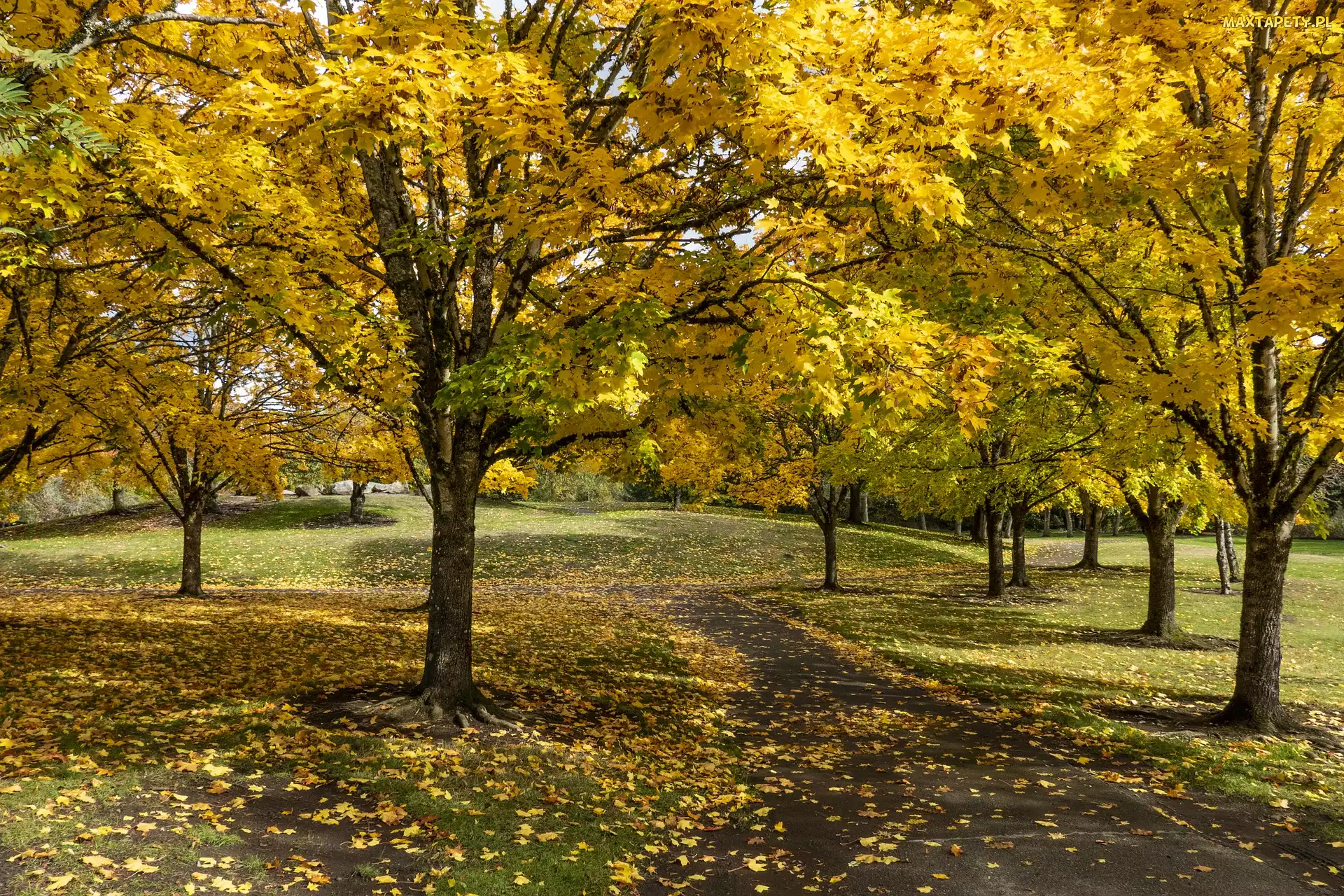 Park, Ścieżka, Drzewa, Pożółkłe, Jesień