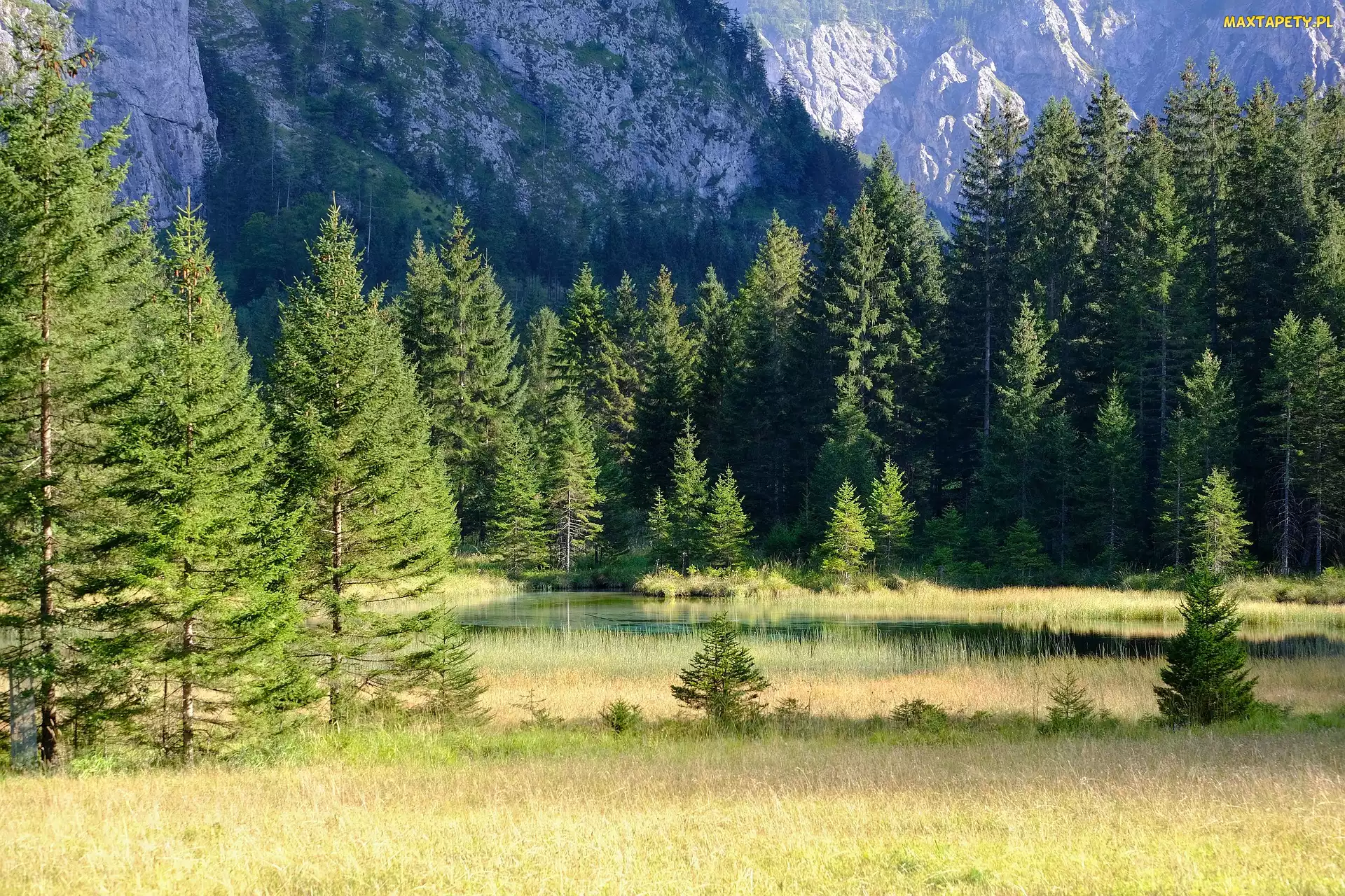 Zielone, Góry, Las, Trawa, Słoneczny, Drzewa, Dzień, Rzeka