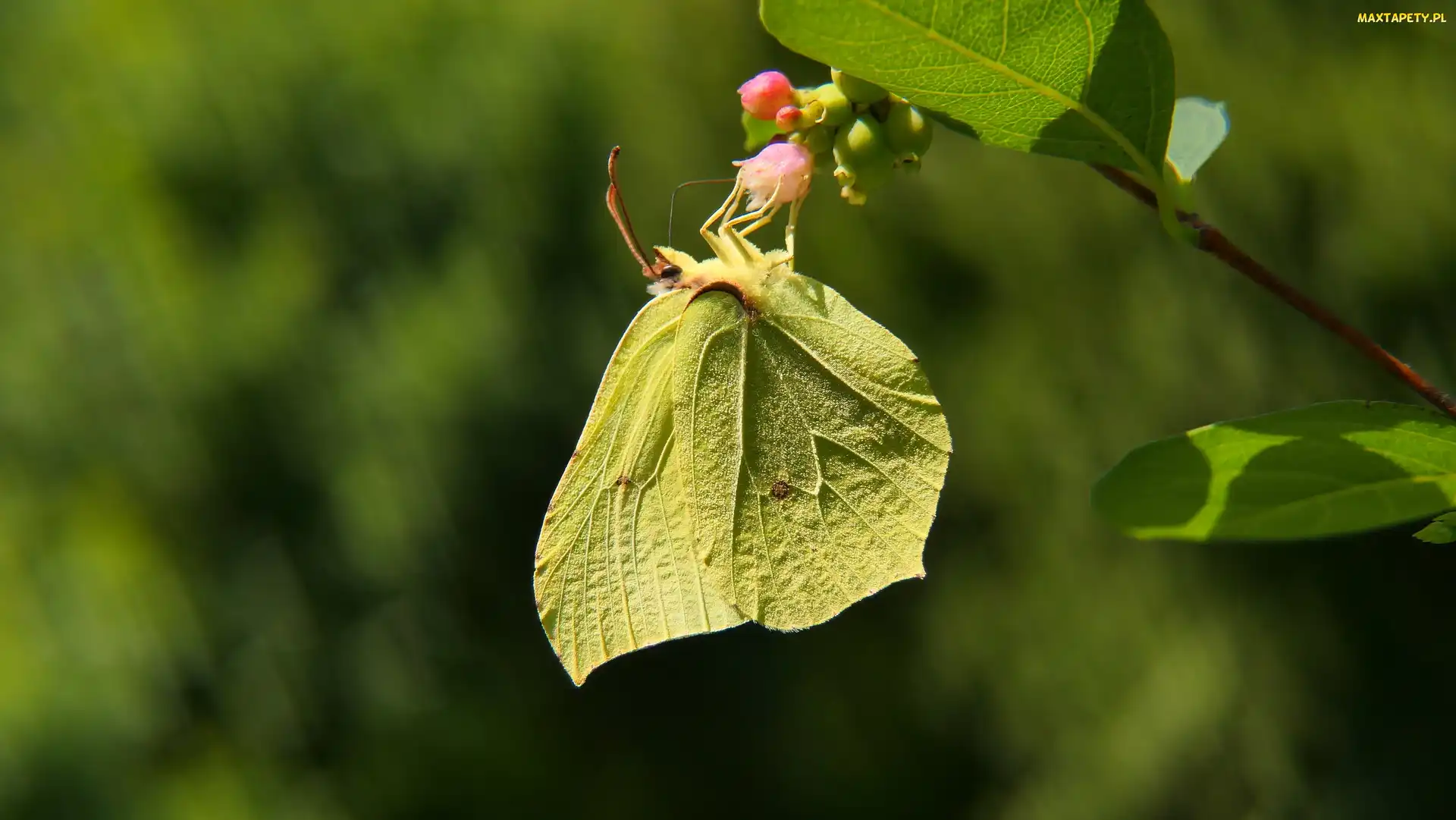 Żółty, Motyl, Latolistek cytrynek