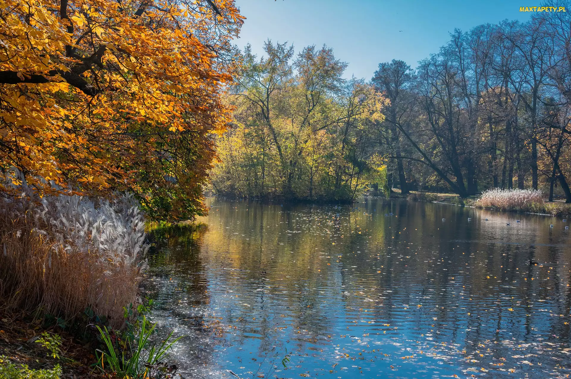 Staw, Trawa, Drzewa, Park, Jesień