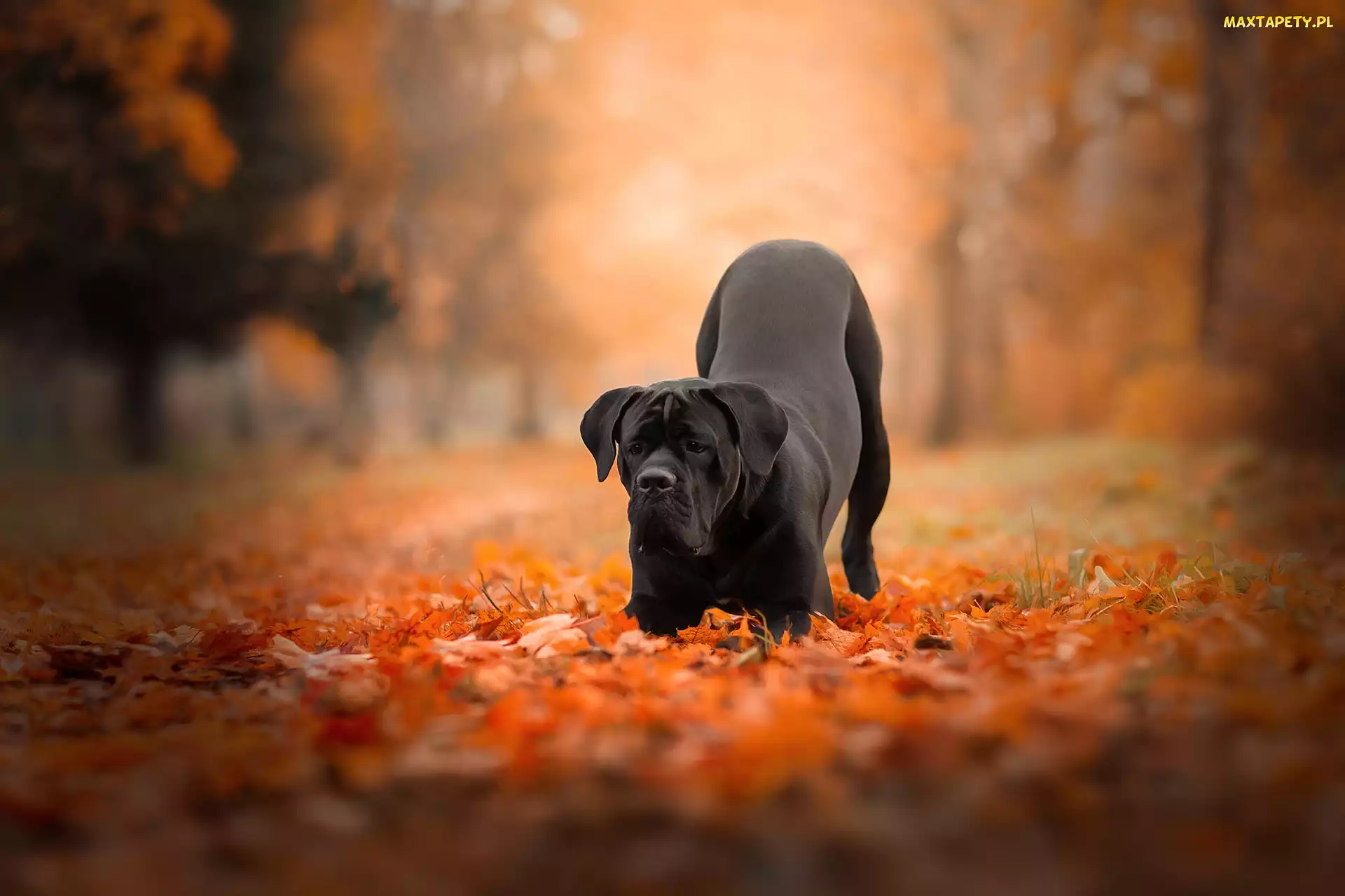 Jesień, Liście, Pies, Czarny, Cane corso, Park