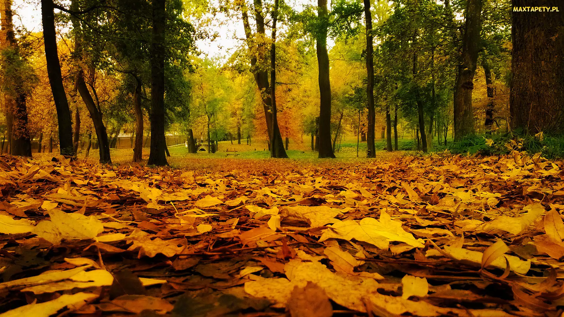 Park, Liście, Kolorowe, Drzewa, Jesień