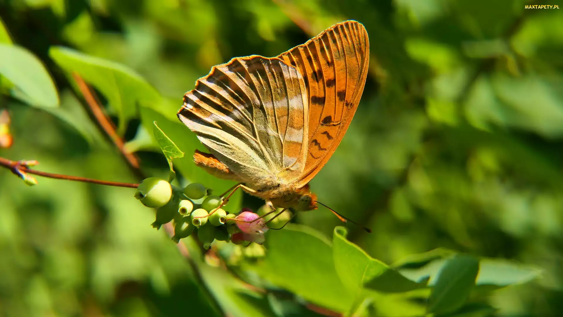 Samiec, Motyl, Perłowiec malinowiec