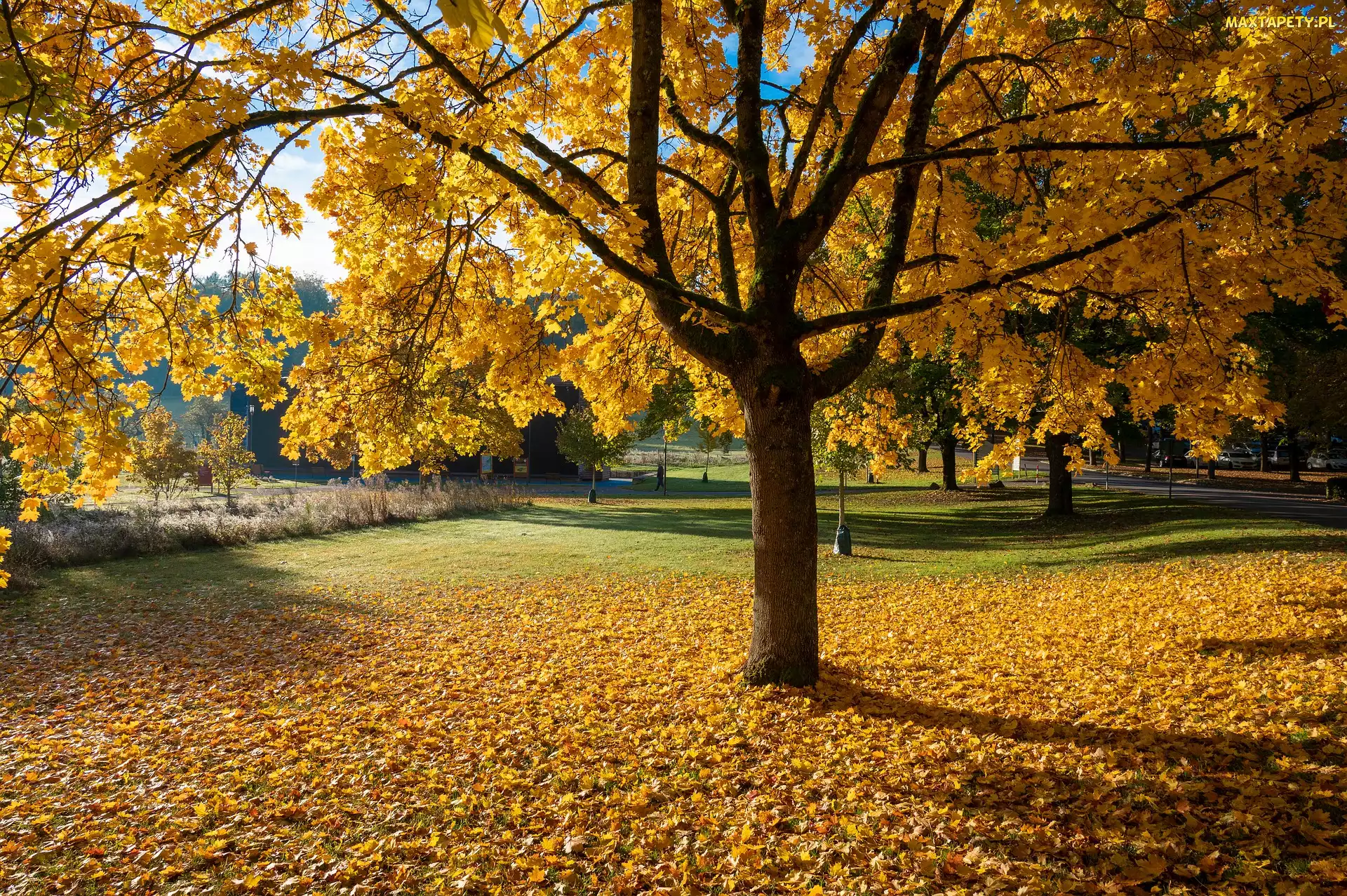 Liście, Opadłe, Park, Jesień, Drzewa, Żółte