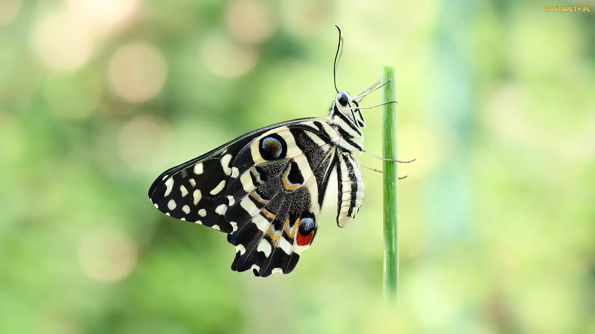 Papilio demodocus, Czarny, Motyl