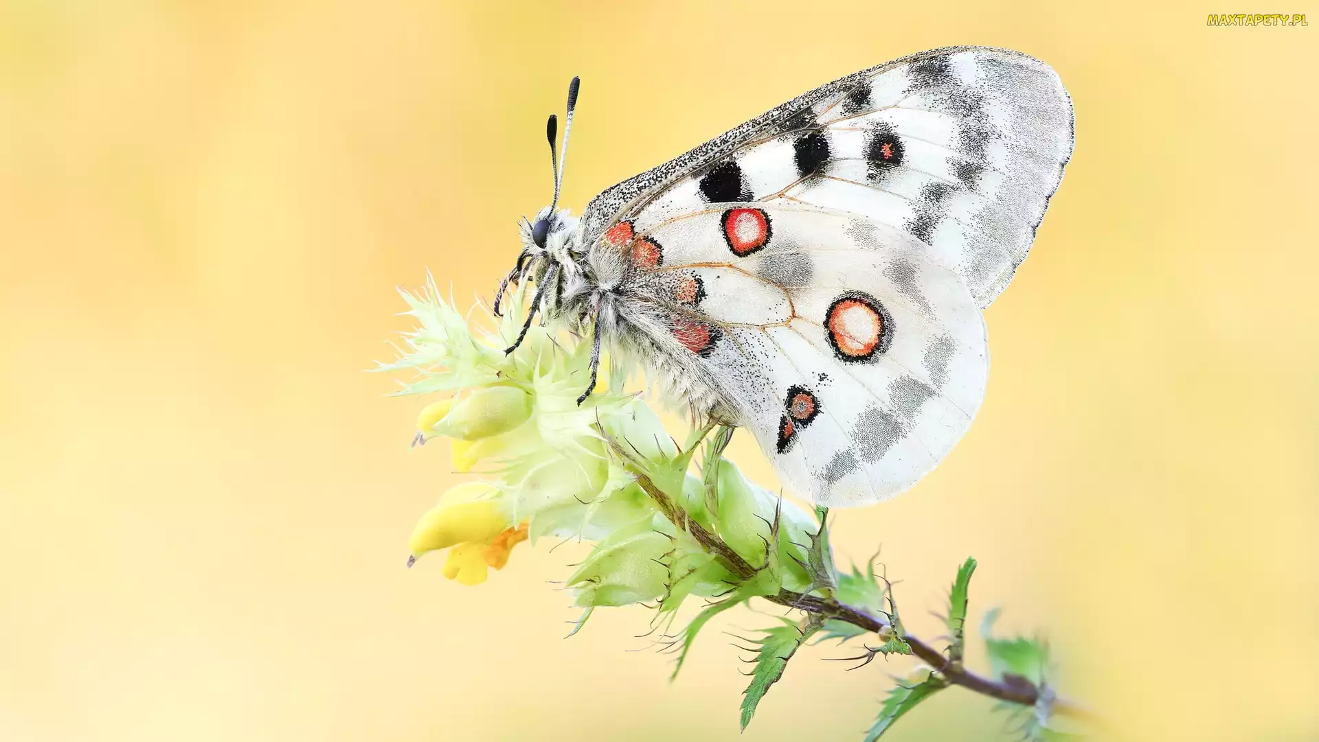 Niepylak apollo, Roślina, Motyl
