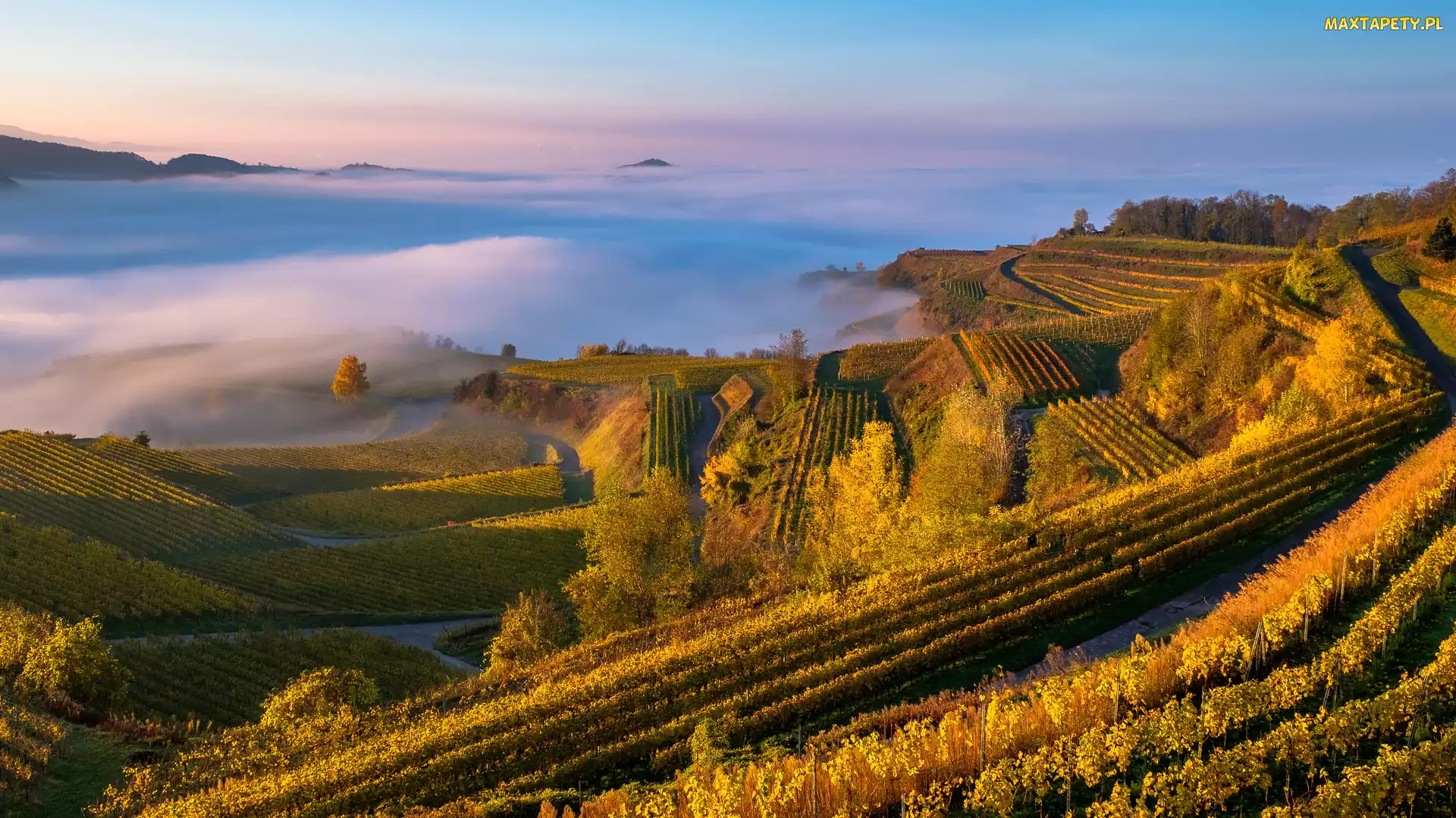 Kaiserstuhl, Pola, Niemcy, Wzgórza, Drzewa, Zachód słońca, Mgła, Winnice