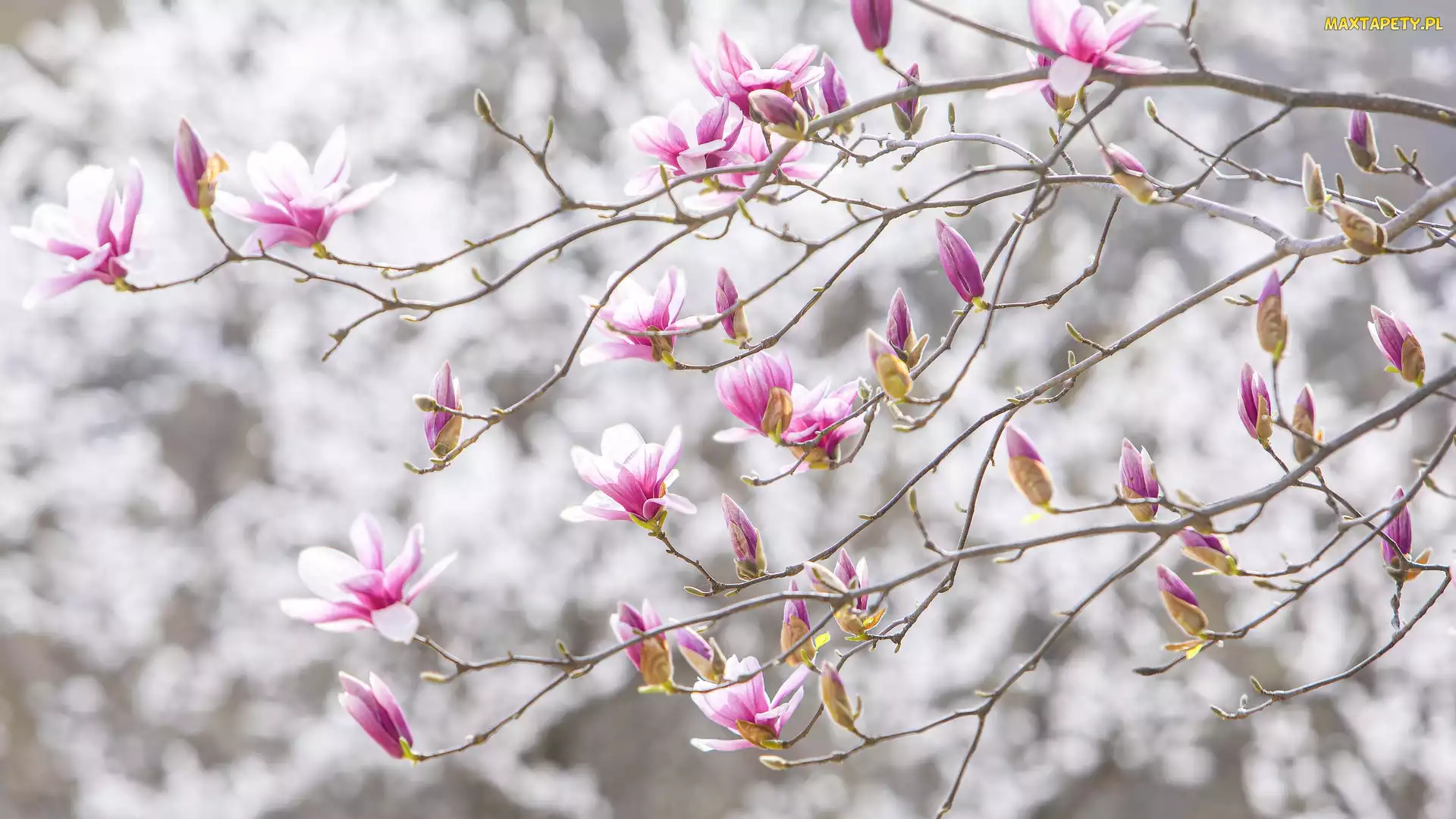 Magnolia, Gałązki, Kwitnąca