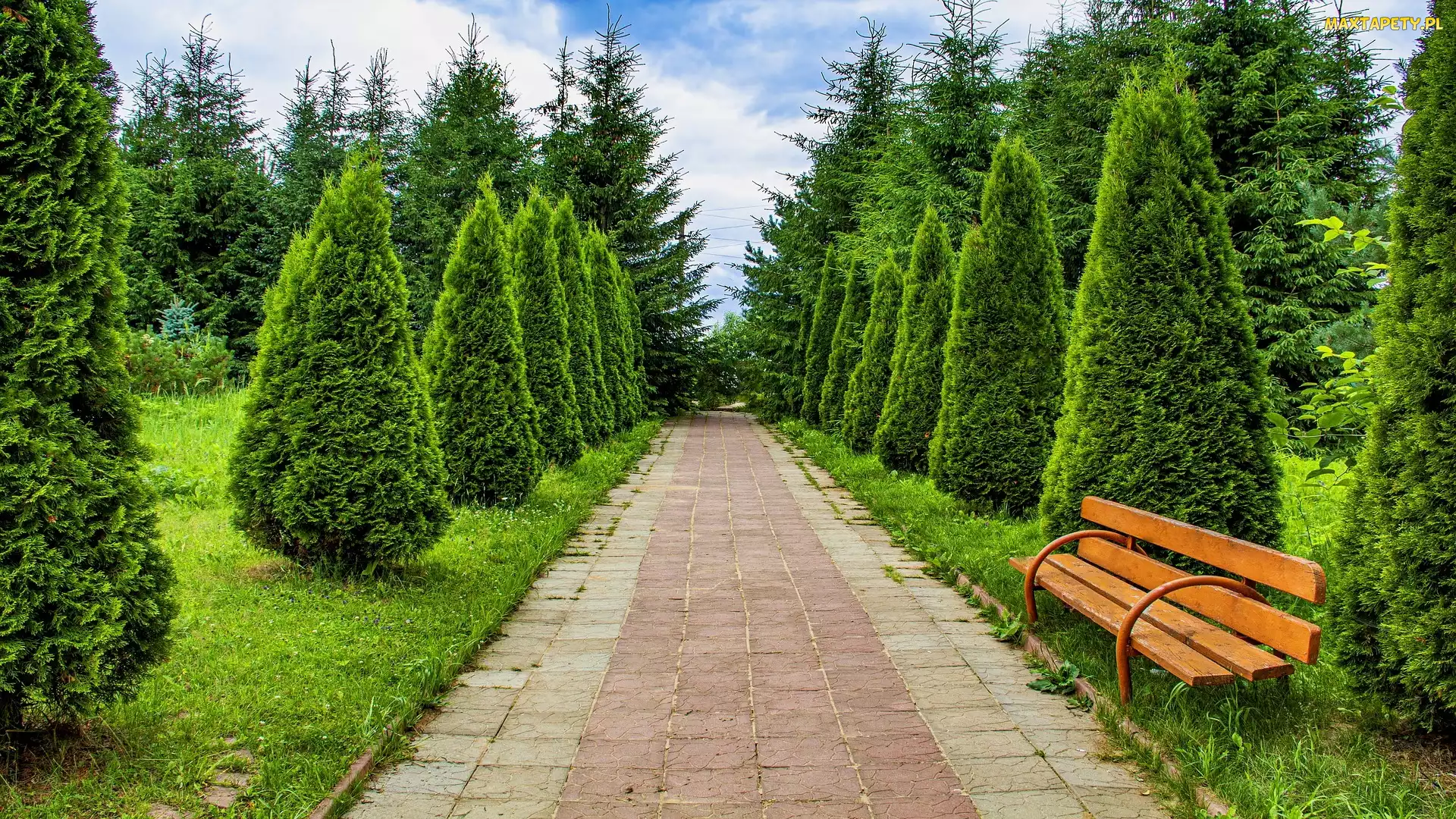 Ławka, Ścieżka, Tuje, Drzewa, Park