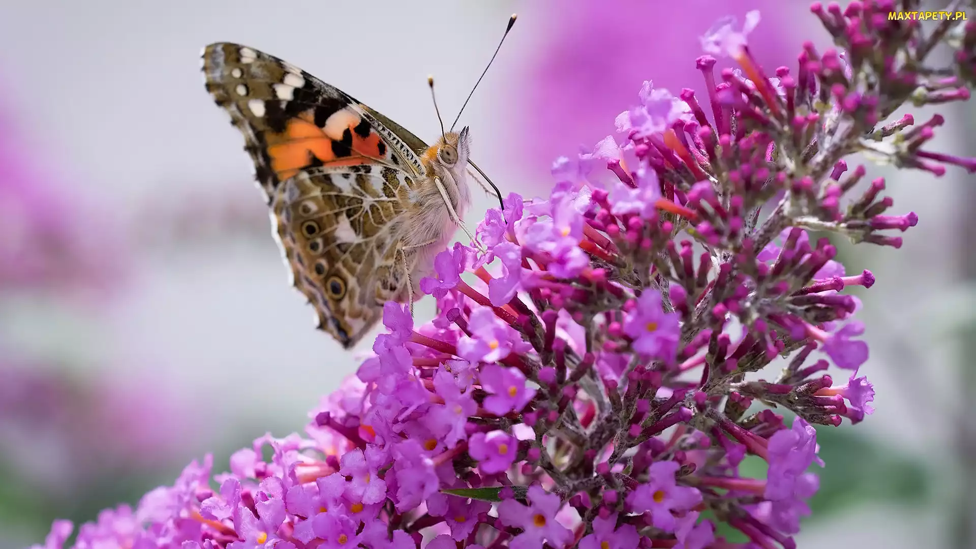 Rusałka osetnik, Budleja, Różowa, Kwiat, Motyl