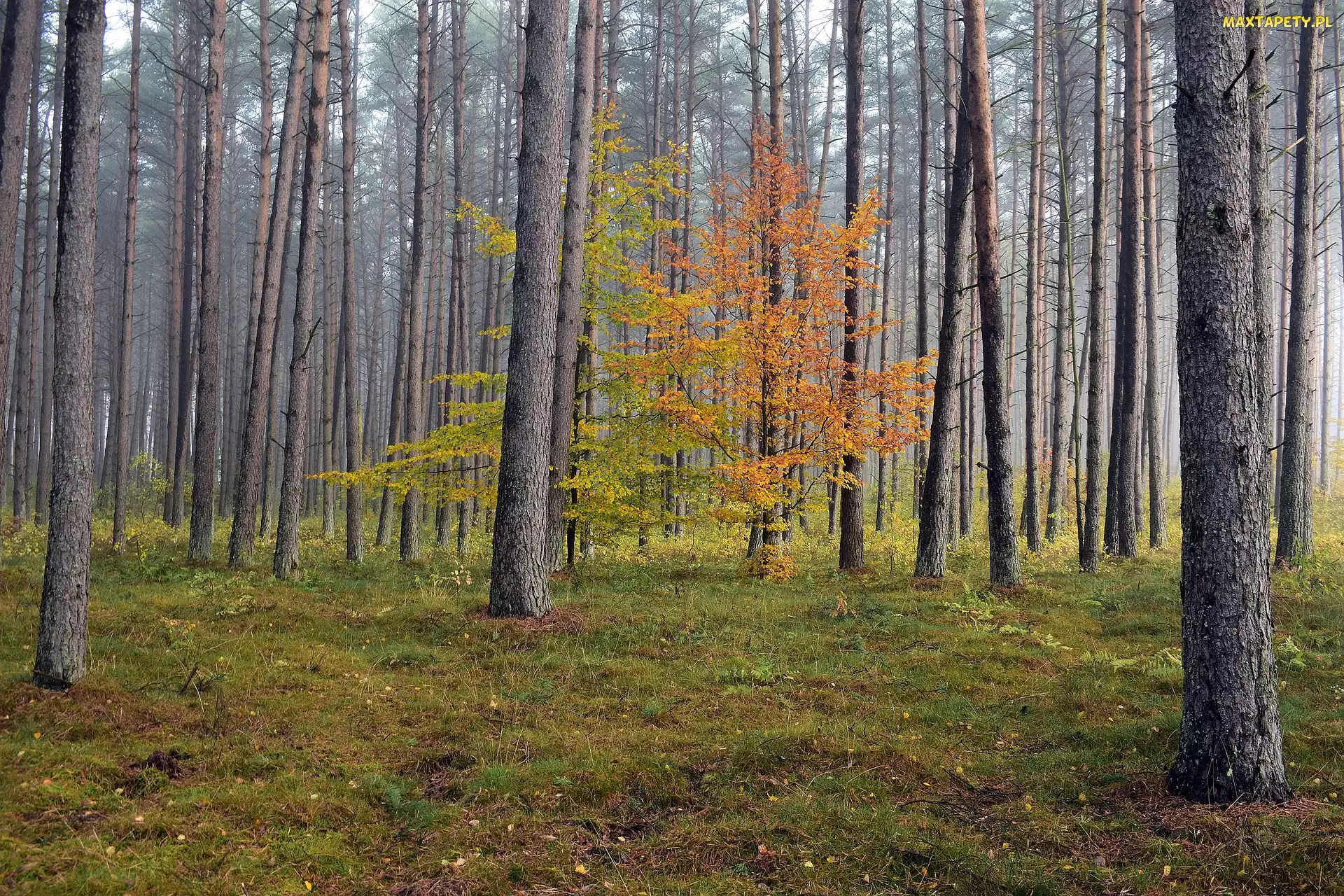Drzewa, Wysokie, Jesień, Las