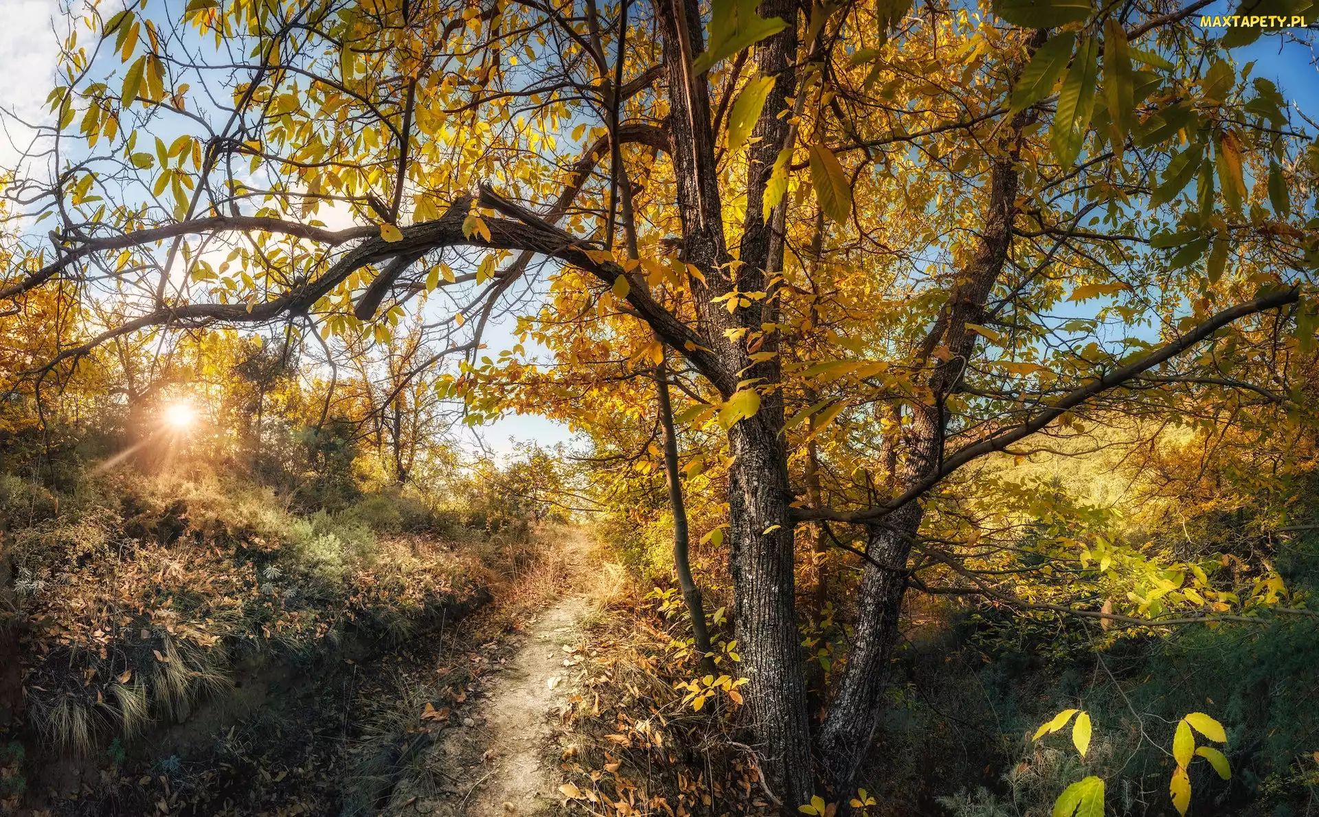 Drzewa, Promienie słońca, Droga, Ścieżka, Jesień