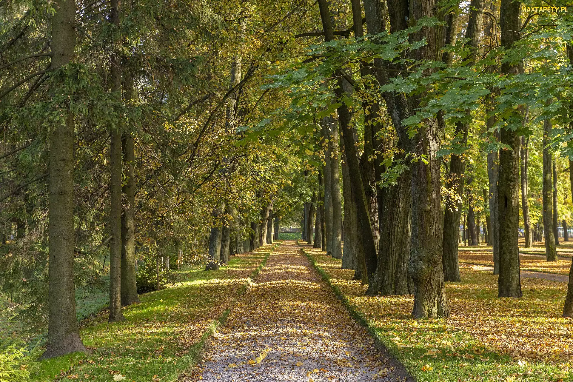 Park, Aleja, Droga, Drzewa, Jesień