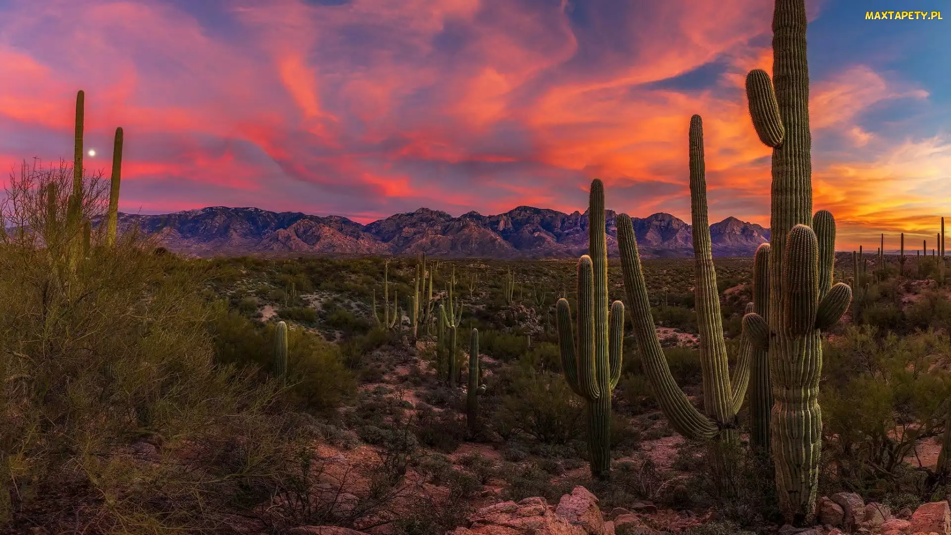 Arizona, Karnegie olbrzymie, Góry, Stany Zjednoczone, Park Narodowy Saguaro, Zachód słońca, Kaktusy
