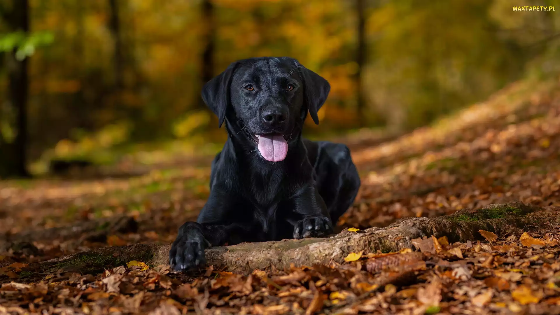 Liście, Labrador retriever, Pies, Czarny