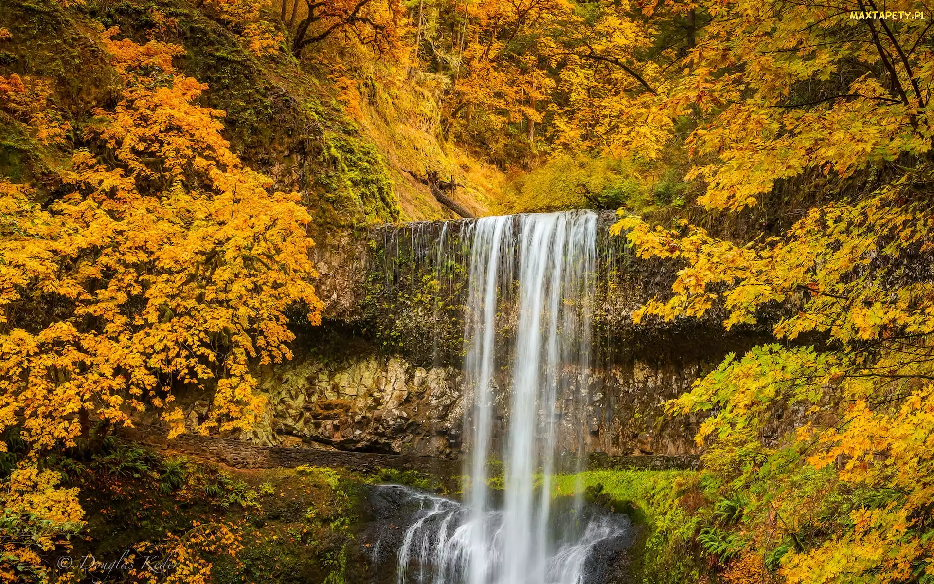 Roślinność, Jesień, Oregon, Wodospad, Drzewa, Stany Zjednoczone, Park Stanowy Silver Falls